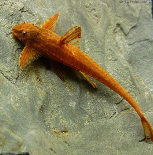 Red Lizard Catfish (Rineloricaria sp.) - Live Freshwater Aquarium Fish for Tropical Tanks, Community Aquariums & Aquatic Displays