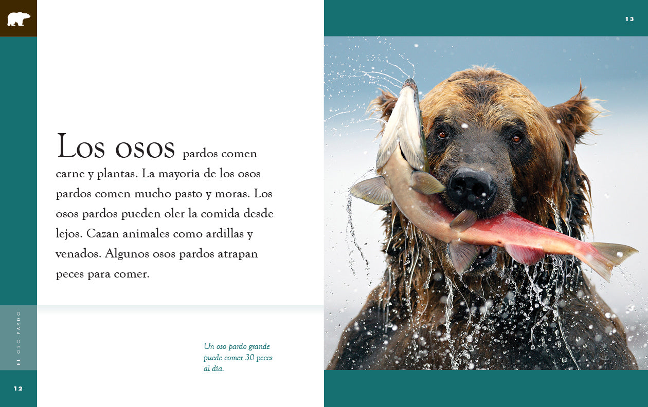 El Oso Pardo (Brown Bear) Book - 9781640266698 - Perfect for Kids' Reading & Wildlife Education