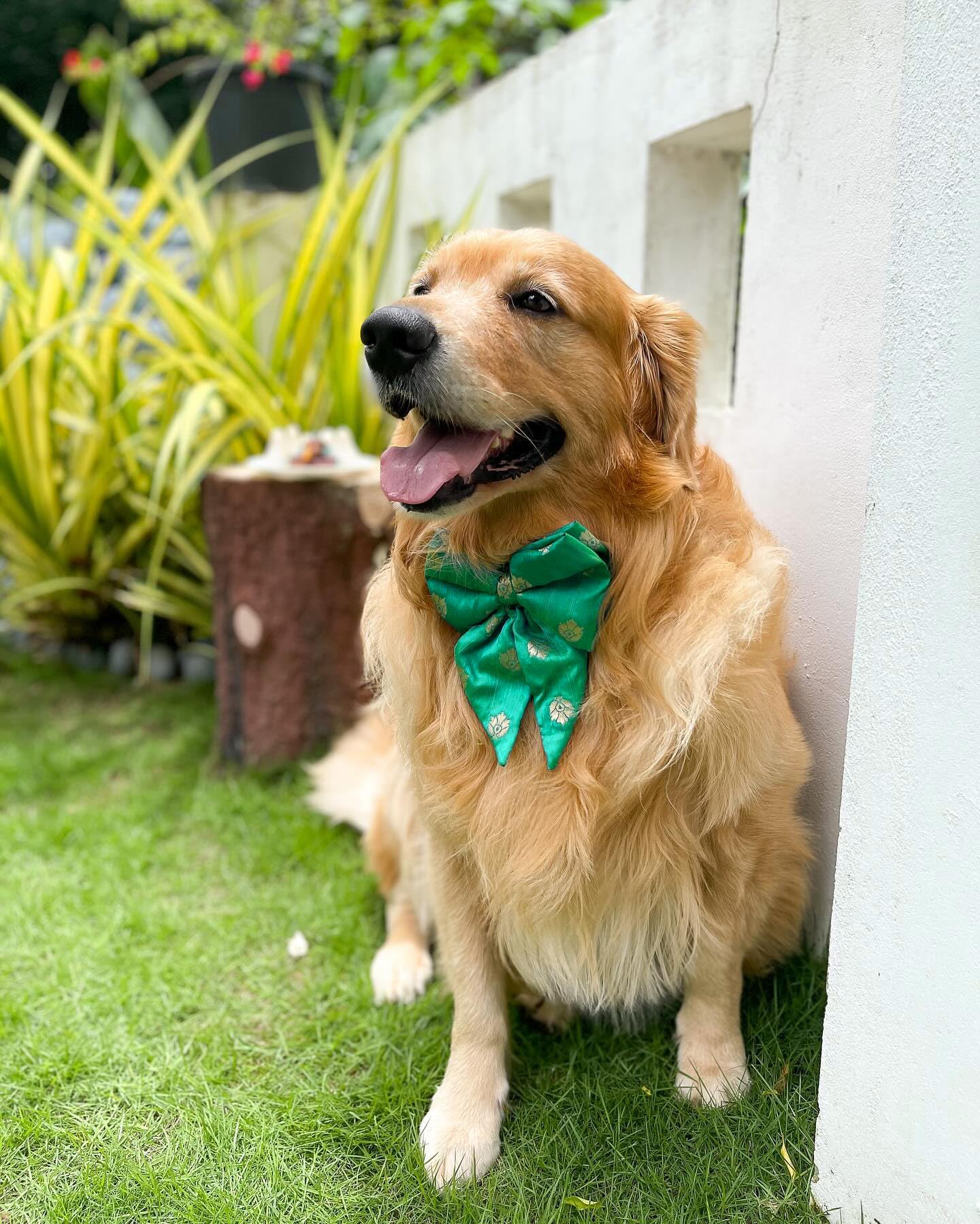 Luxury Silk Dog Bow Tie - Adjustable Tuxedo Style Bandhan Collection for Large Dogs (Green, XL) | Perfect for Weddings, Parties & Festive Occasions