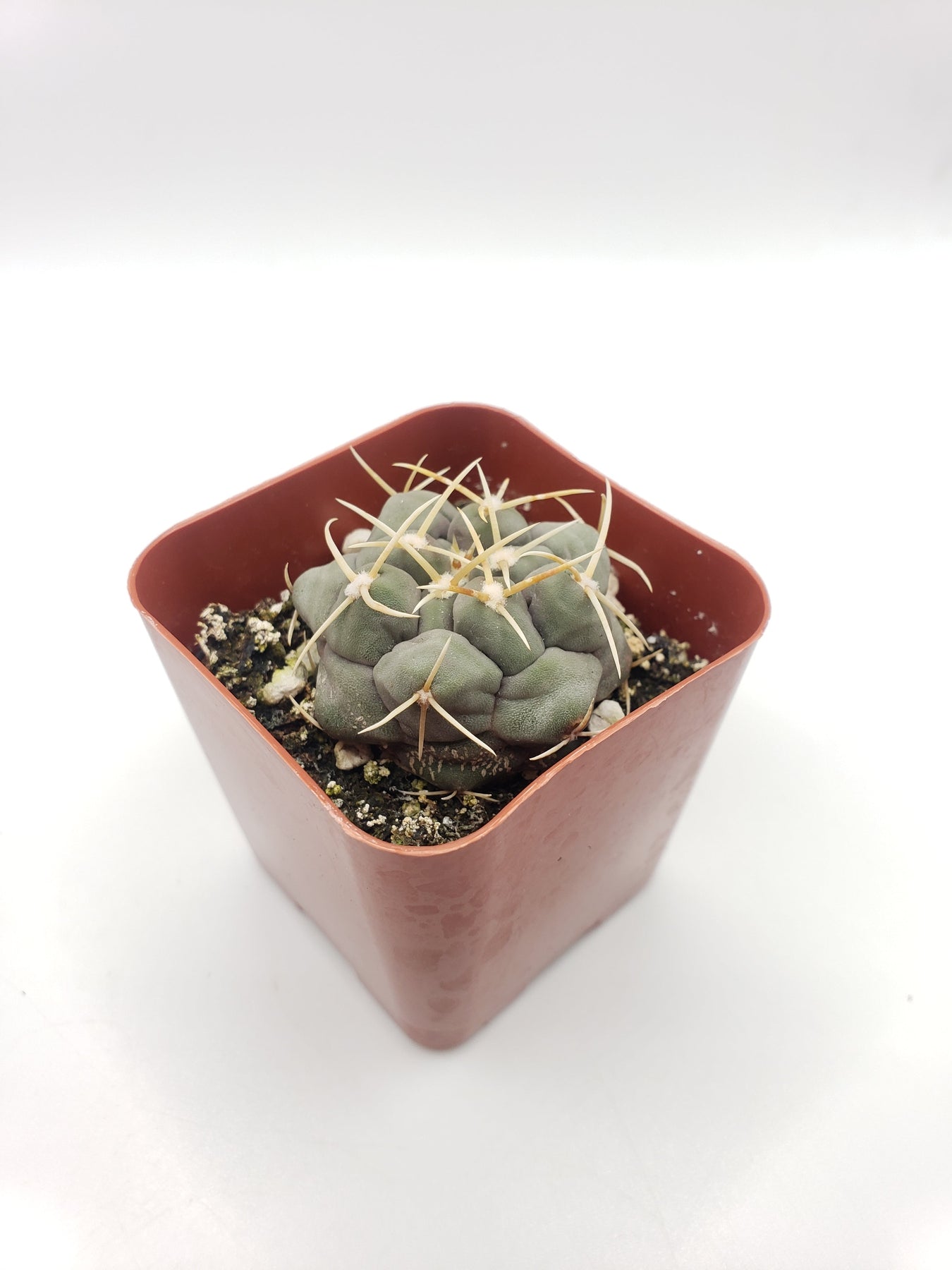 Thelocactus Hexaedrophorus Cactus - Rare Live Succulent Plant for Home & Office Decor, Desert Garden Landscaping
