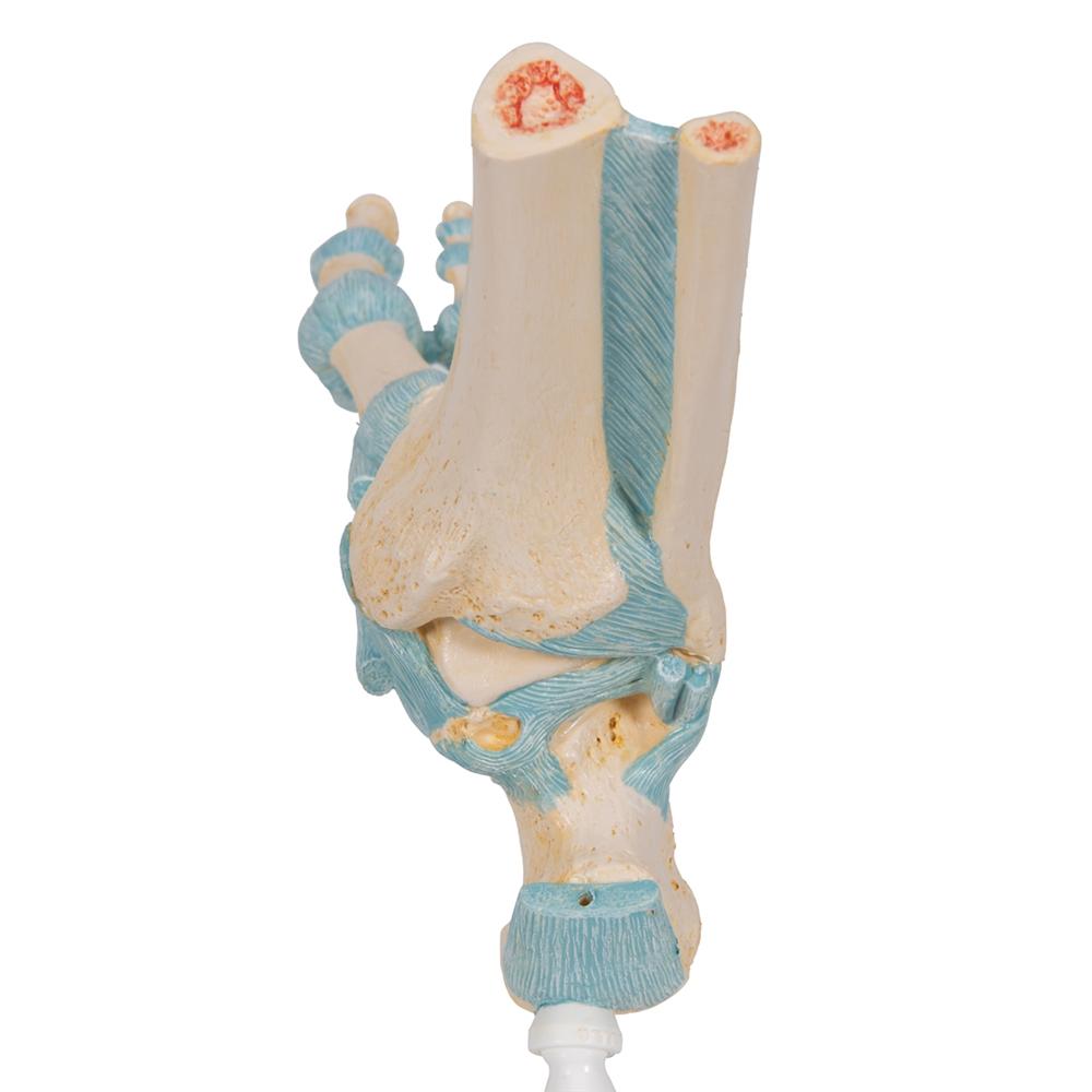 Human Foot Skeleton Model with Ligaments - Anatomical Study Tool for Medical Students, Doctors & Physical Therapists - Perfect for Classroom, Clinic & Home Study