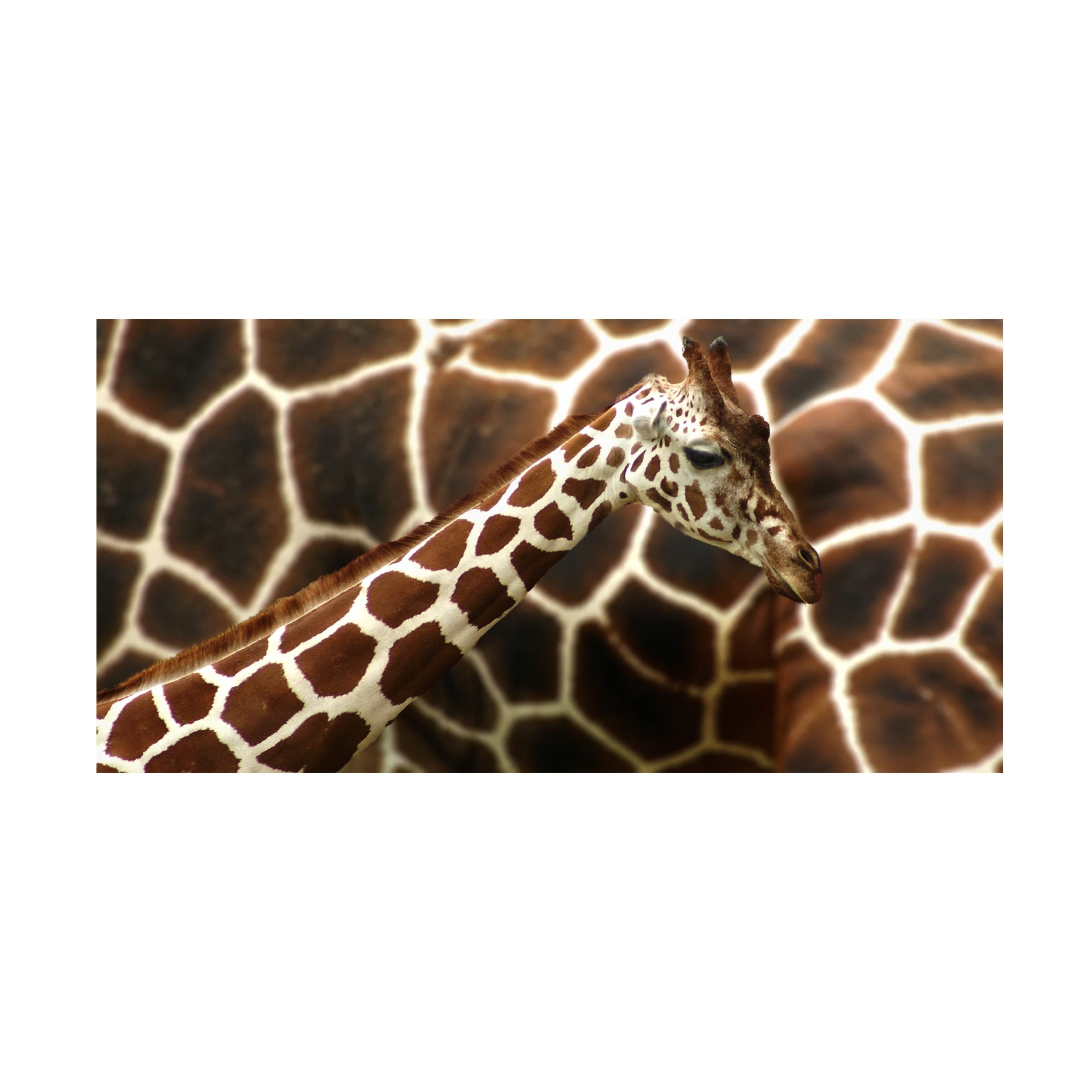 Trademark Fine Art 'Giraffe In Front Of Mum' Canvas Wall Art Print by Günther Gawlik - Modern Wildlife Nursery Decor, Living Room & Bedroom Wall Decor