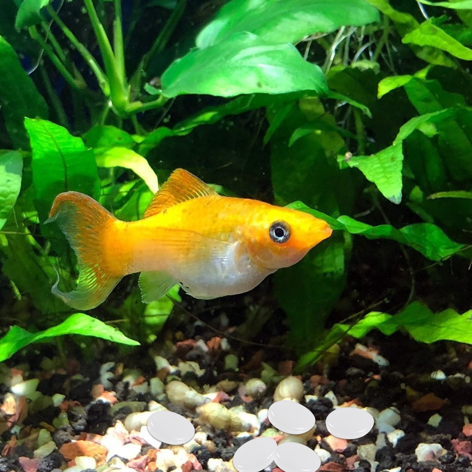 100PCS White Bamboo Fish Tank Decorations - Artificial Plants & Crystal Pebble Stones for Aquarium Landscaping, River Rock Shine - Perfect for Home, Office, Aquarium & Terrarium Decoration