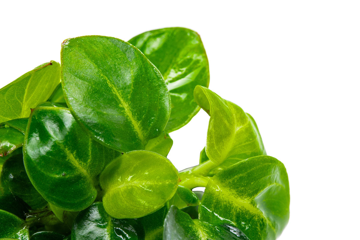 Anubias Stardust Mini Aquatic Plant - Live Freshwater Aquarium Plant for Fish Tanks, Nano Tanks & Aquascaping | Easy Low Light Plant for Beginners