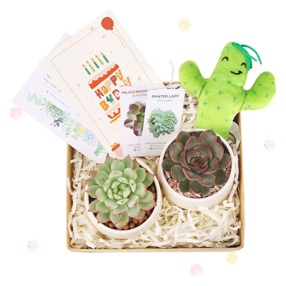 Gift Box - 2 Succulents and 1 Stuffed Cactus with Birthday Greeting Card | Perfect Birthday Gift, Housewarming Present, or Office Decor