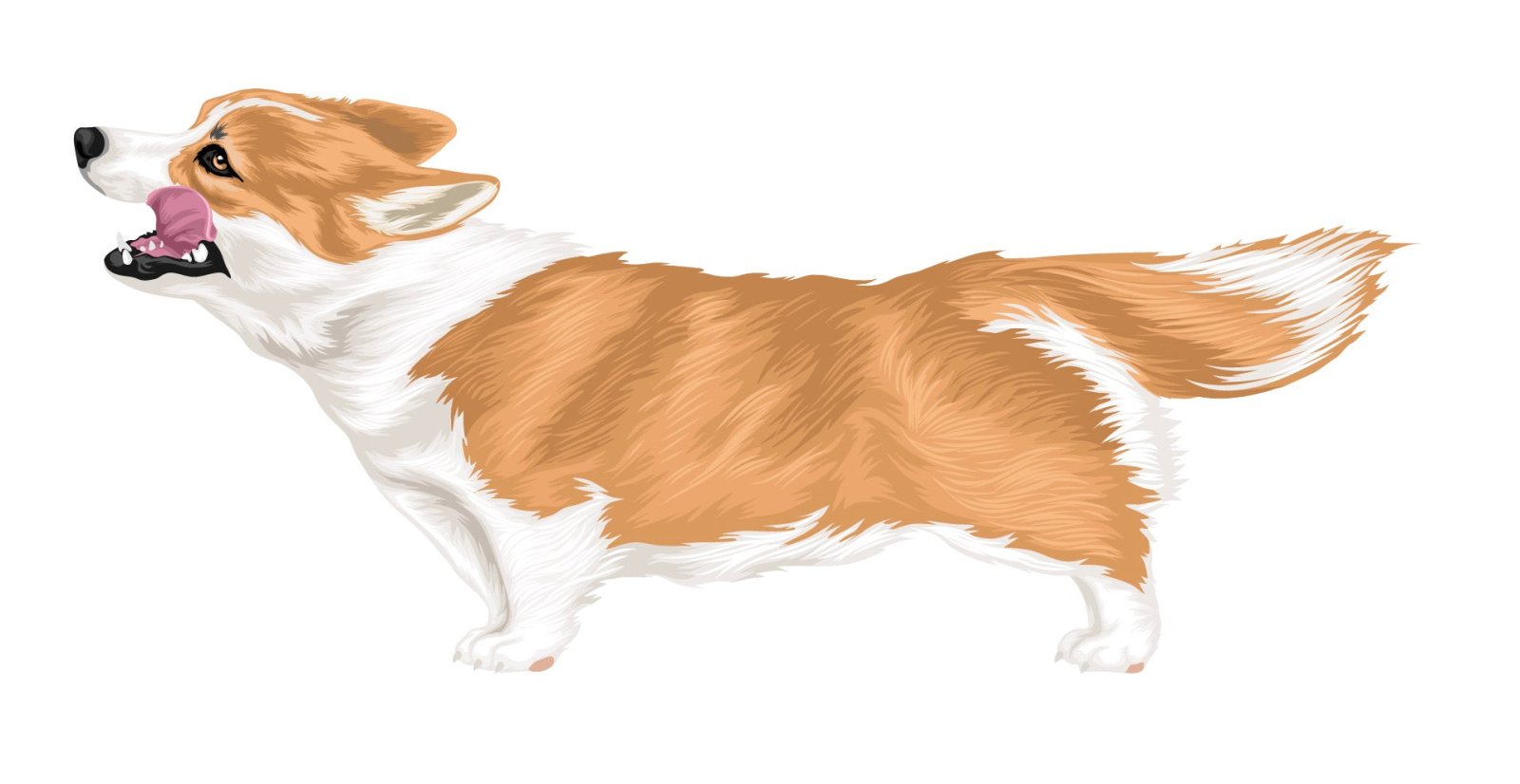 Corgi Decal Stickers - Adorable Corgi Dog Vinyl Decals for Laptops, Cars, Windows & DIY Crafts - Waterproof & Durable Removable Decor