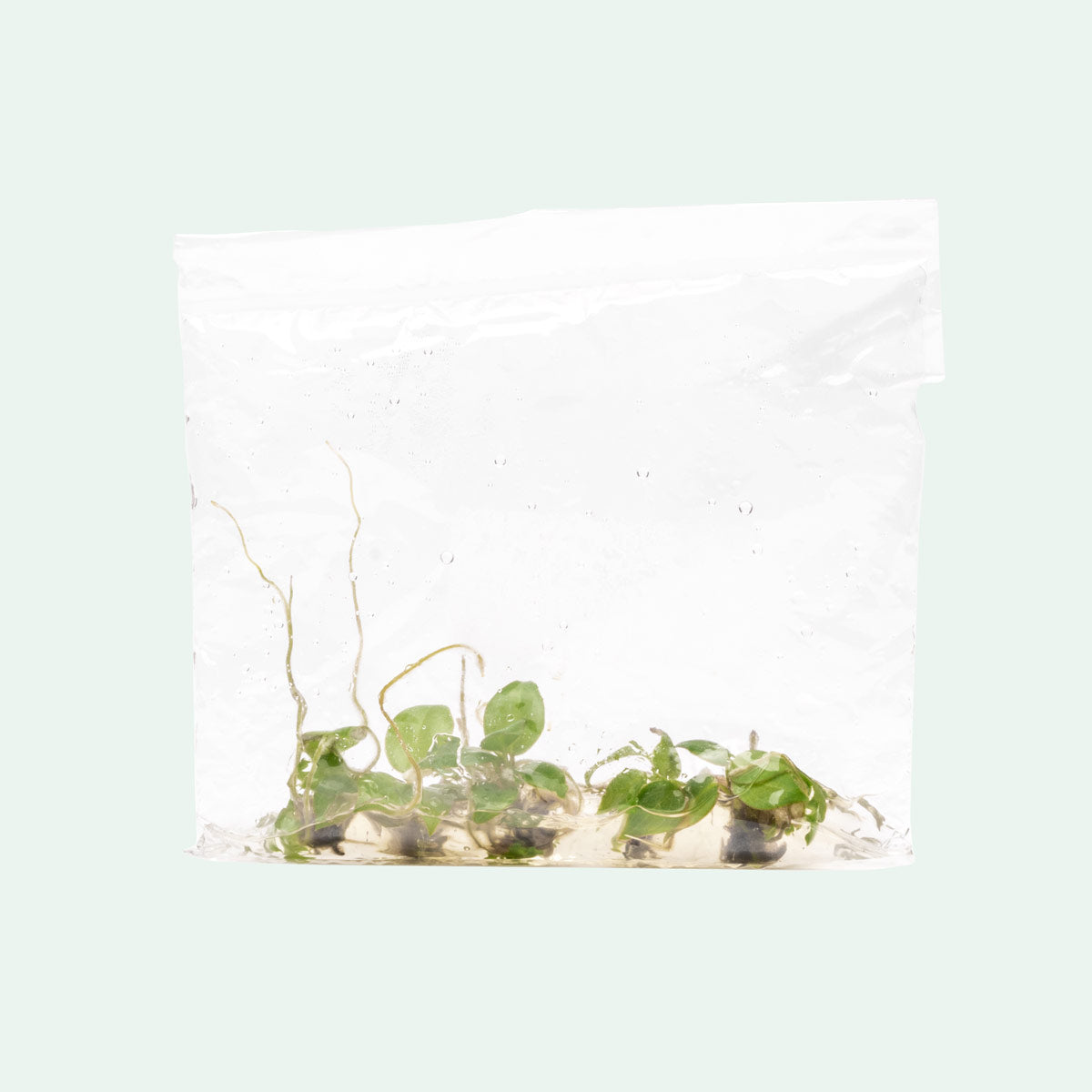 Philodendron Billietiae - Rare Tropical Houseplant for Indoor Decor | Perfect for Home, Office & Garden