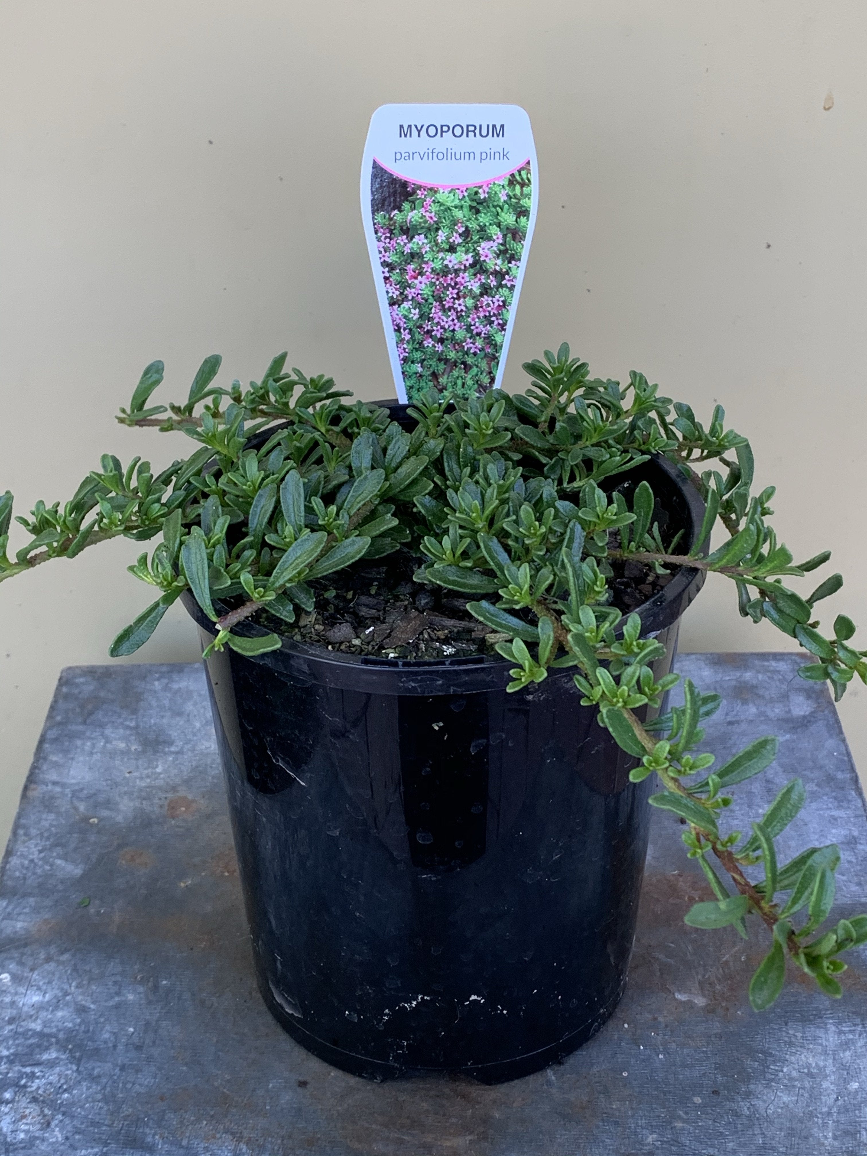 Buy Myoporum Parvifolium 'Pink' - Fast-Growing Ground Cover Plant for Landscaping, Slopes & Erosion Control | Drought-Tolerant Pink Creeping Boobialla