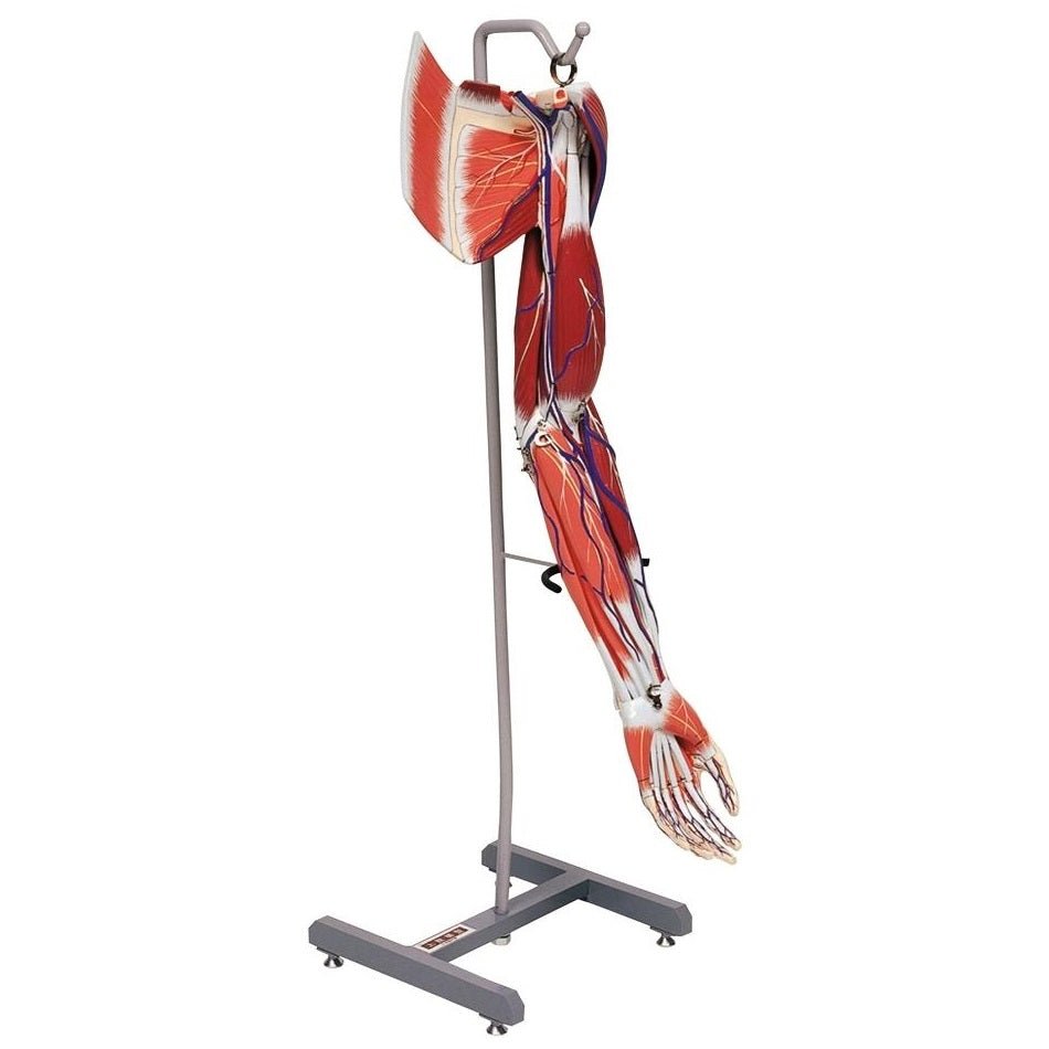 Dissectible Arm Musculature Model (A2D) - Human Anatomy Educational Tool for Medical Students & Physical Therapists | Perfect for Classroom Demonstrations & Clinical Training