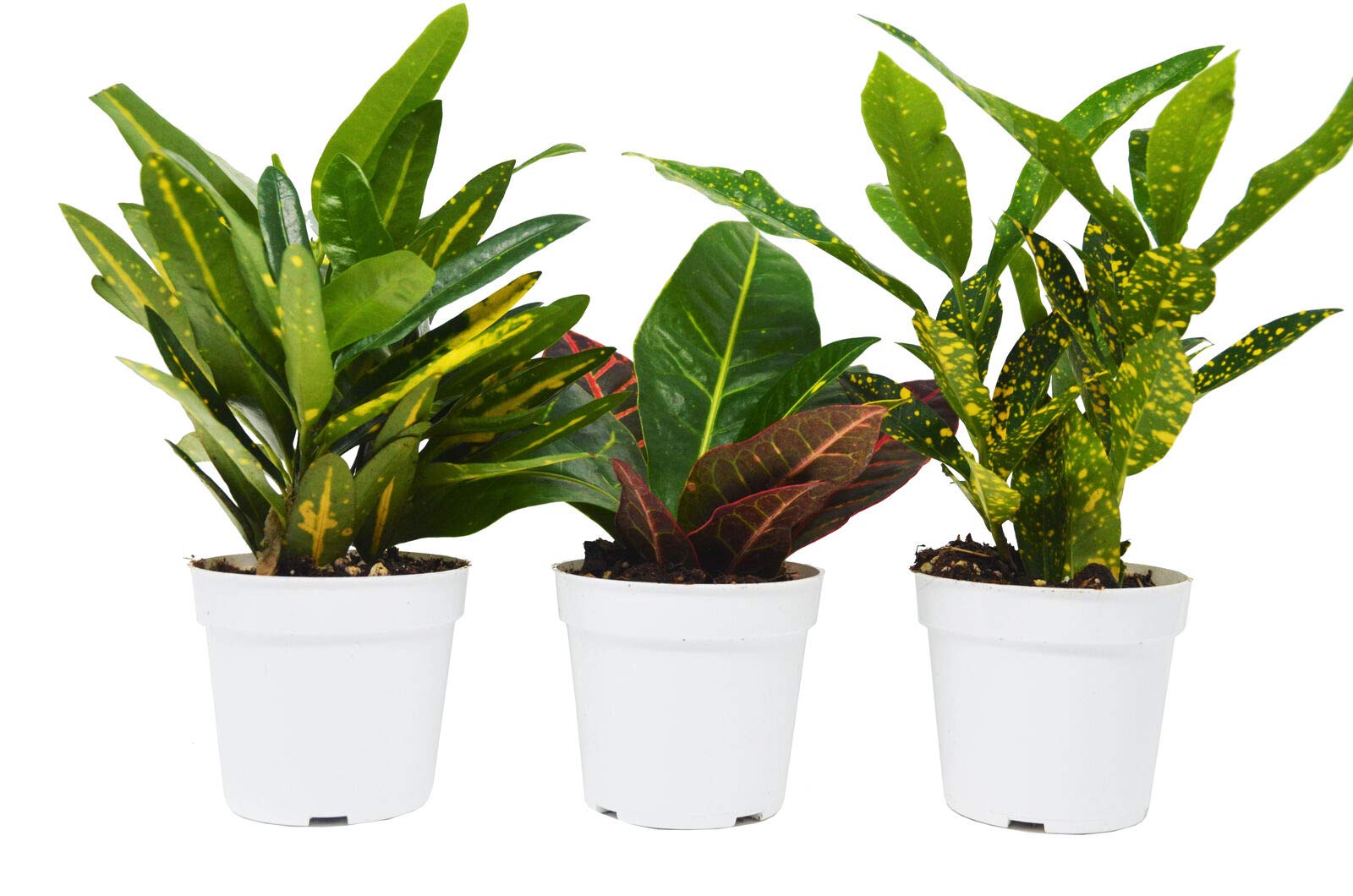 3 Croton Variety Pack - Different Species Indoor Plants with Free Care Guide - Perfect for Home Decor, Office & Garden