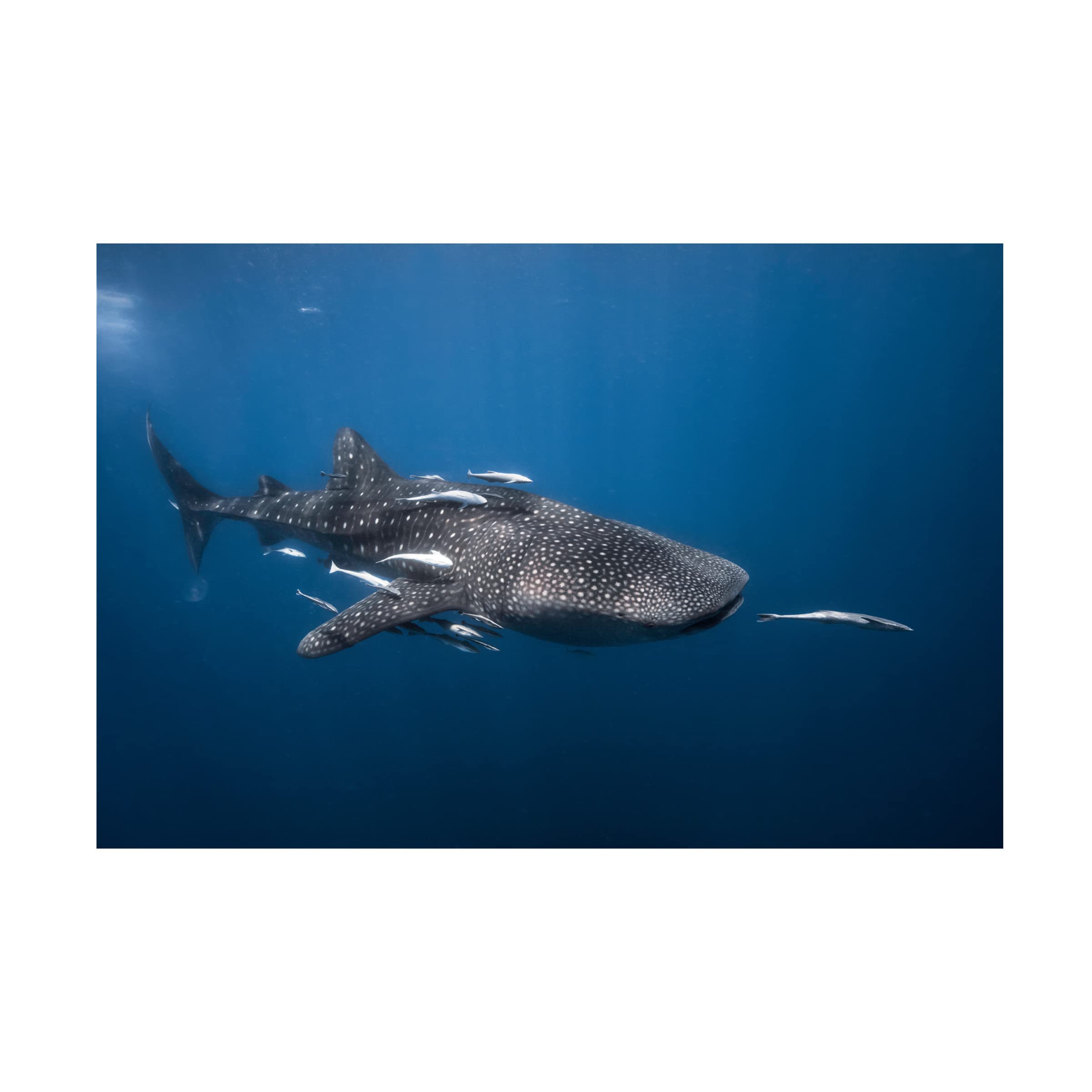Barathieu Gabriel Whale Shark Canvas Art Print - Premium Trademark Fine Art Wall Decor for Living Room, Bedroom & Office