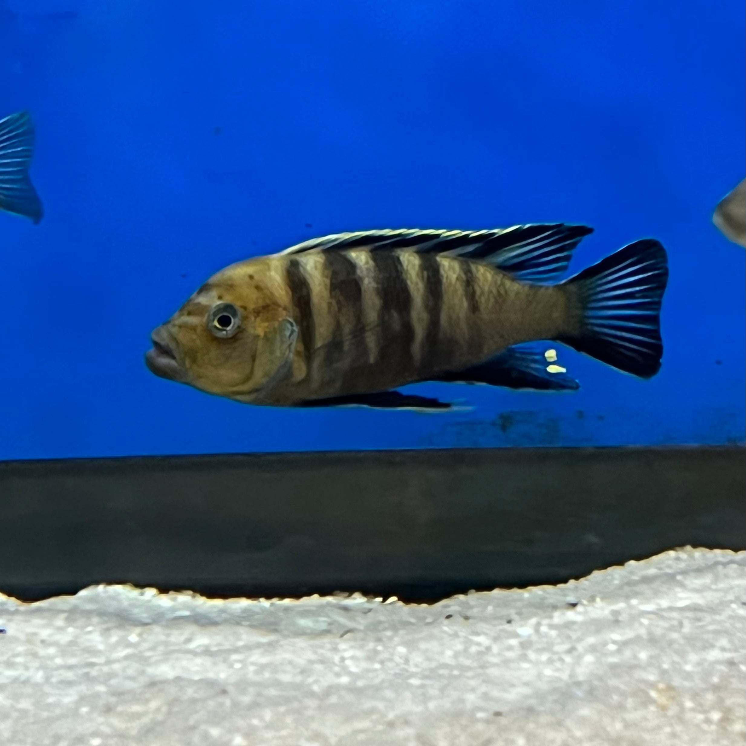 Cynotilapia Sanga Lion Fish - African Cichlid for Aquarium Tanks - Perfect for Freshwater Fish Tanks & Aquascaping