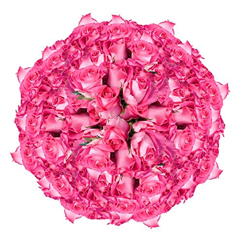100 Fresh Cut Creamy Pink Roses by GlobalRose - Sweet Unique Roses for Birthdays, Weddings & Anniversaries - Perfect for Romantic Gifts, Wedding Centerpieces & Home Decor