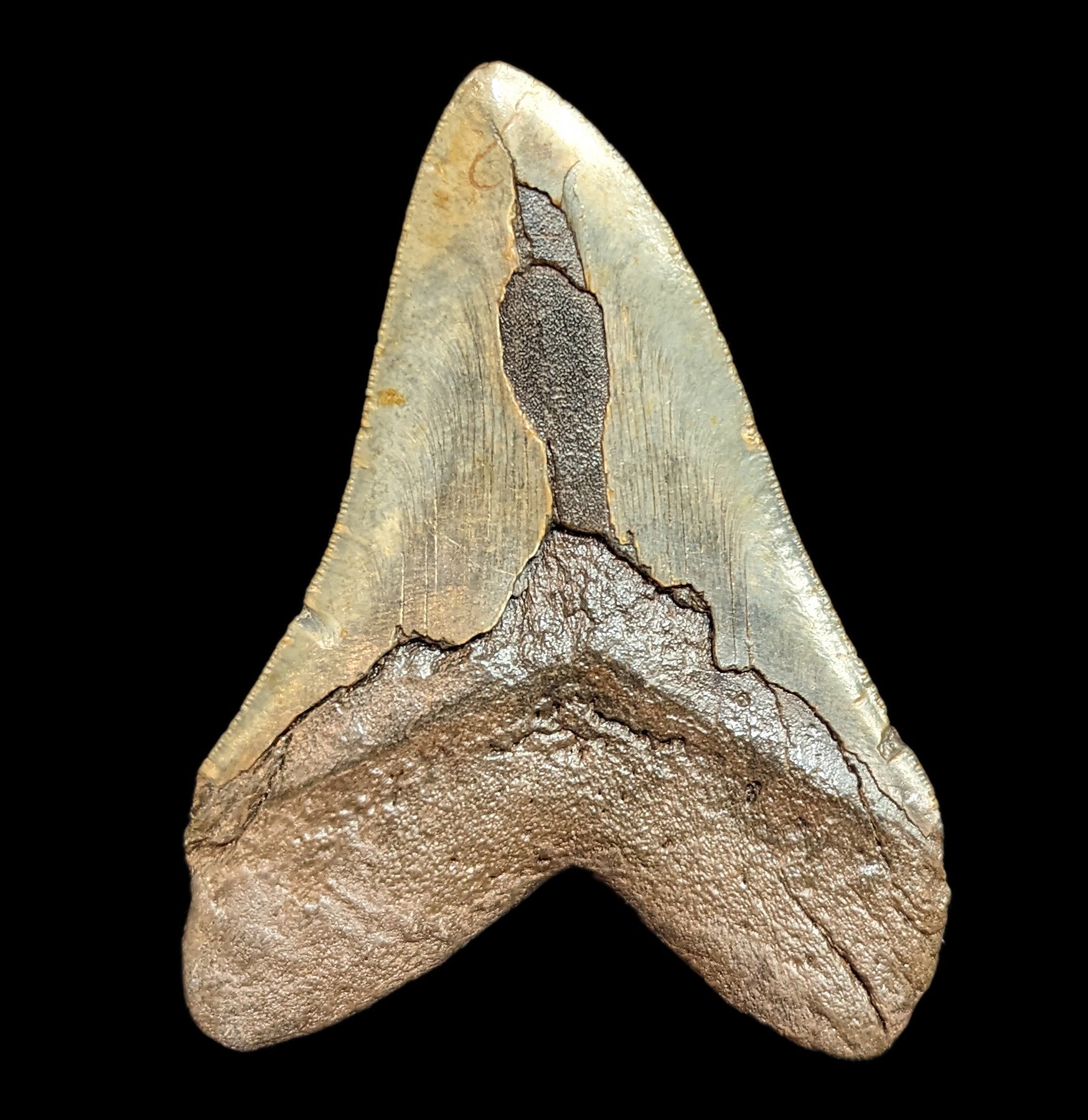 Authentic Megalodon Shark Tooth Fossil #38 - Collectible Prehistoric Specimen for Display & Education | Perfect for Paleontology Enthusiasts & Home Decor