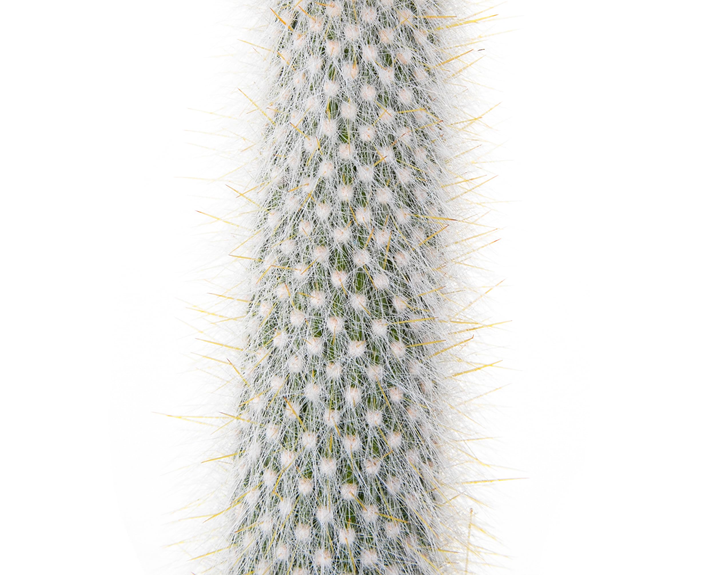 Live Cactus Plants for Sale - Indoor & Outdoor Succulent Plants, Silver Torch Cactus | Perfect for Home Decor, Office Desk & Garden Landscaping