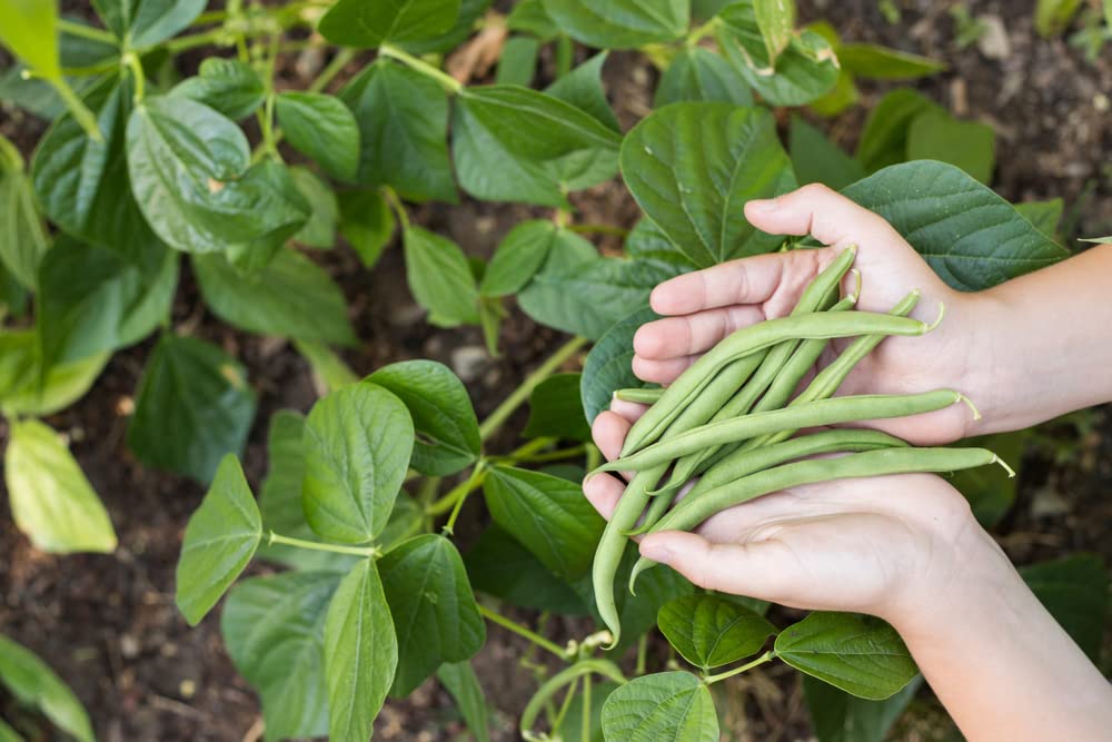 Blue Lake Bush Green Bean Seeds - 50+ Heirloom Non-GMO Vegetable Seeds for Planting (Phaseolus vulgaris) - Perfect for Home Gardens, Organic Farming & Fresh Salads