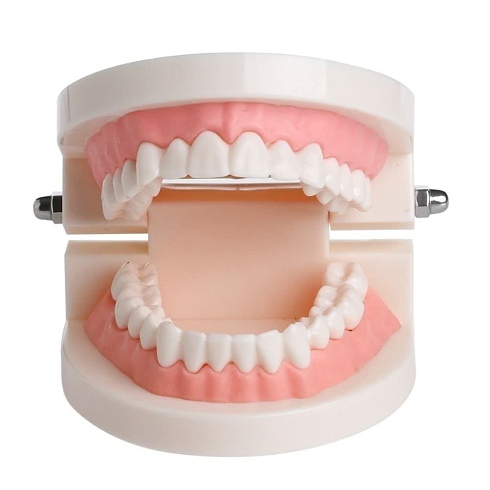 Human Dental Teeth Model for Oral Structure Teaching & Orthodontic Demonstration - Educational Tooth Model for Students, Kids, Adults & Dentists - Perfect for Classroom, Dental Office & Home Study (B0966FXBKN)