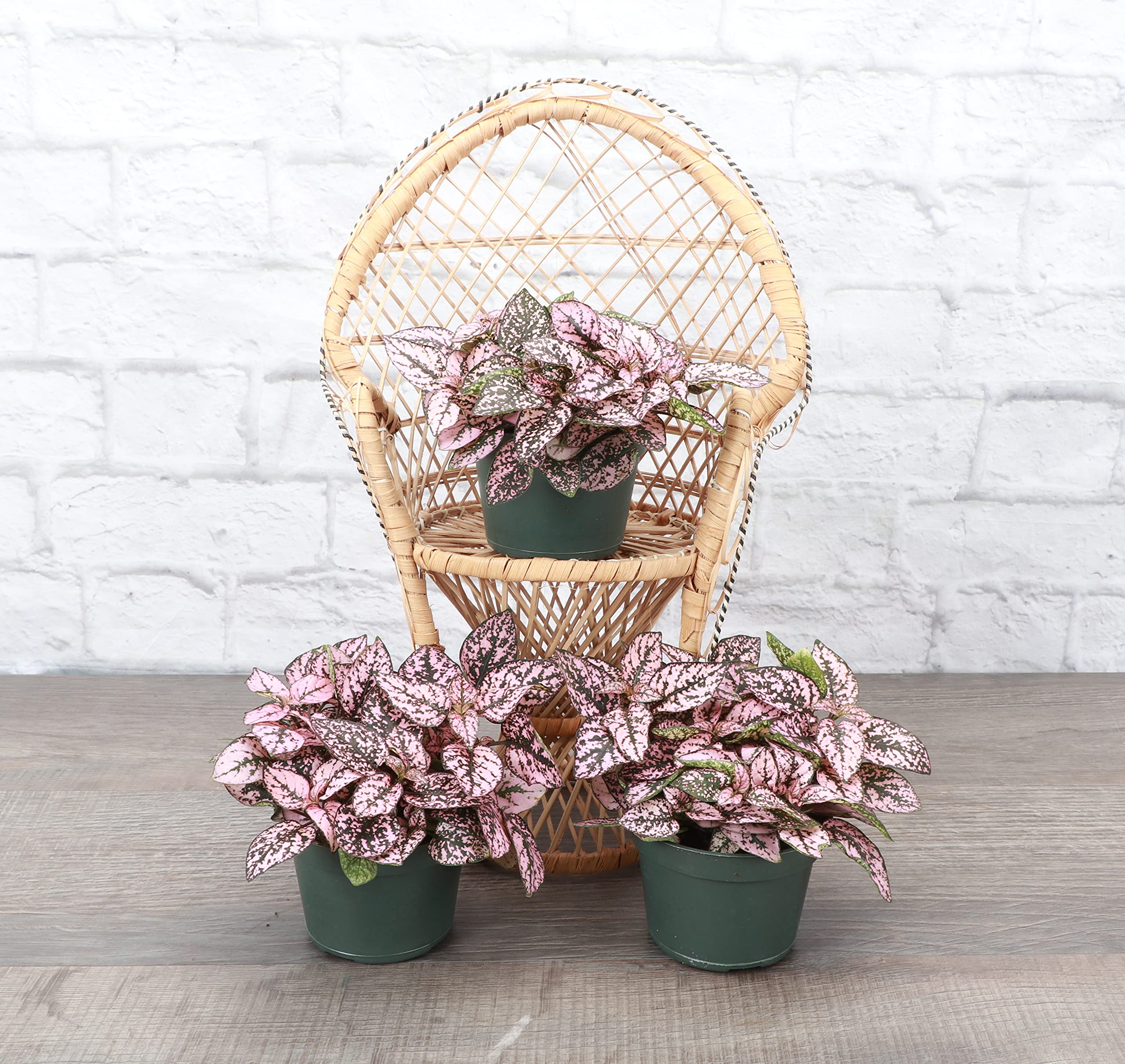 Thorsen's Greenhouse Pink Splash Polka Dot Plant (Hypoestes Phyllostachya) - 3 Pack Live Indoor Plants in 4