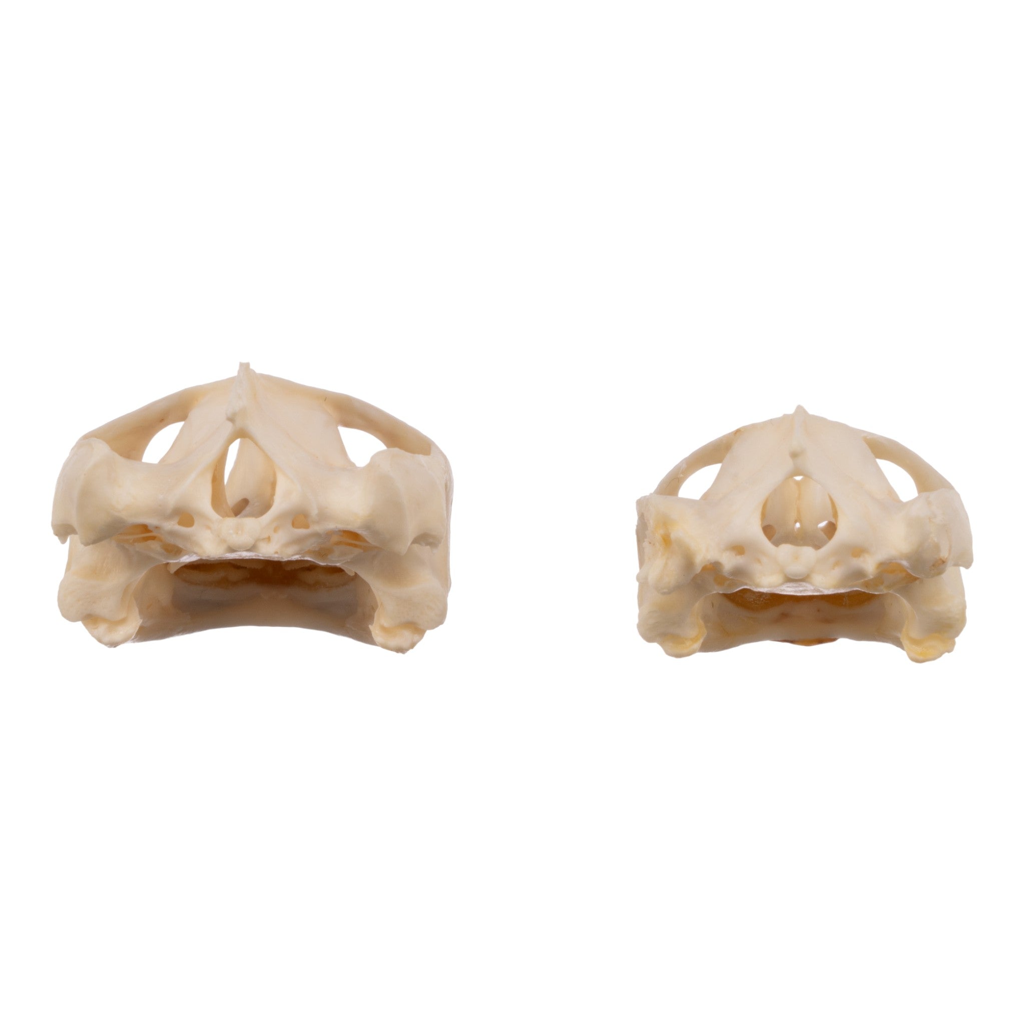 Authentic Real Pond Turtle Skull - Natural Specimen for Science Study, Home Decor & Gothic Collection | Perfect for Biology Classrooms, Halloween Decor & Oddity Displays