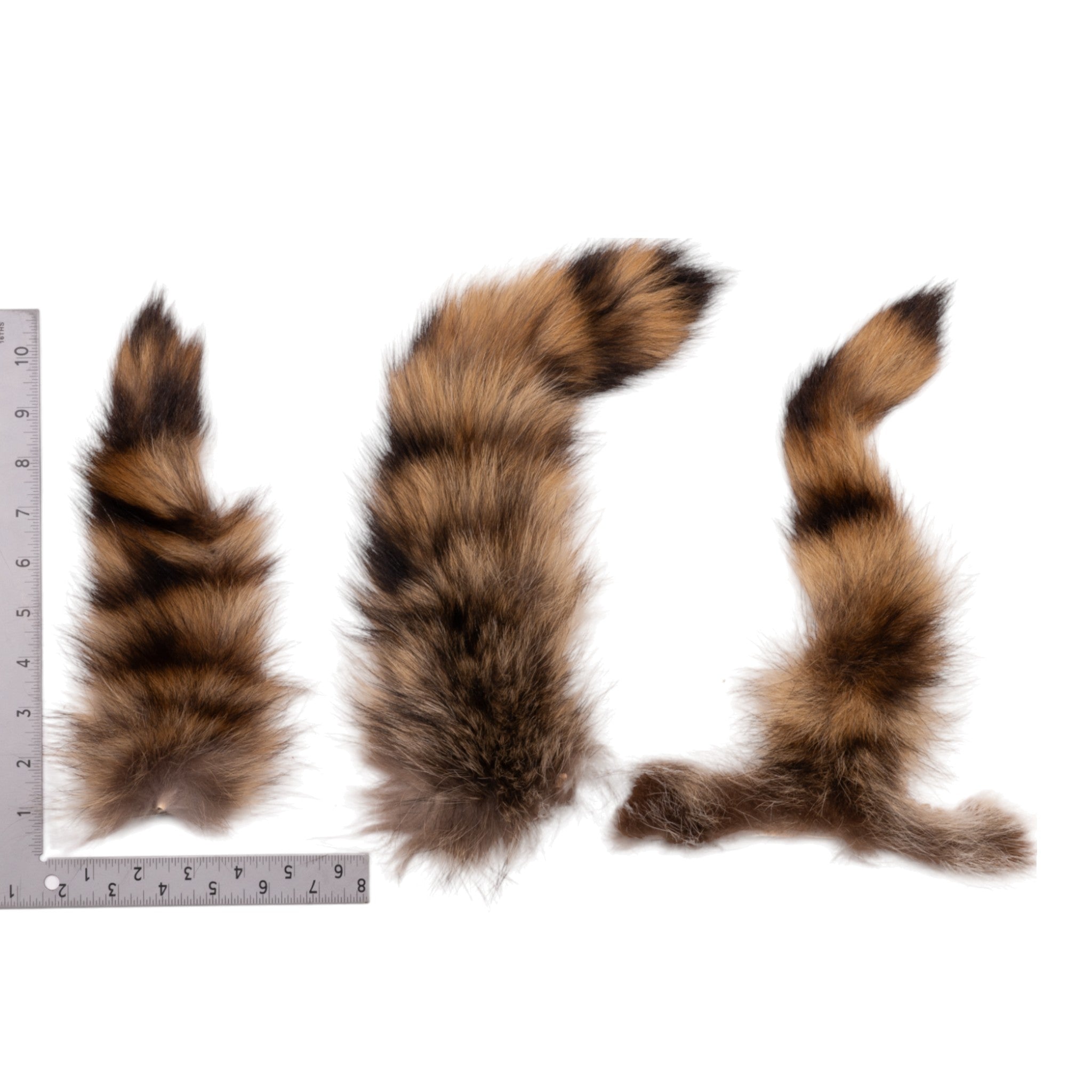 Genuine Raccoon Tail Hide - Natural Fur Tail for Crafts, Costumes & Accessories - Perfect for DIY Projects, Cosplay, and Native American Regalia