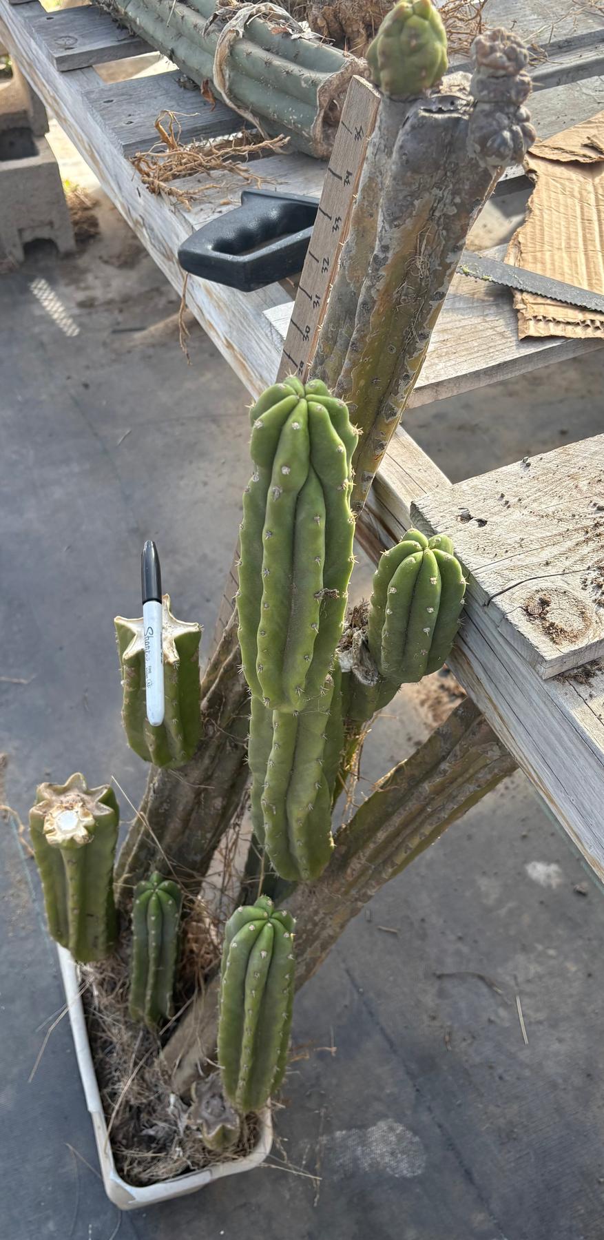 EC25 EXACT Trichocereus Pachanoi PC Cactus Tree - 3 Feet Tall | Fast Growing San Pedro Cactus for Home Garden, Landscaping & Spiritual Ceremonies