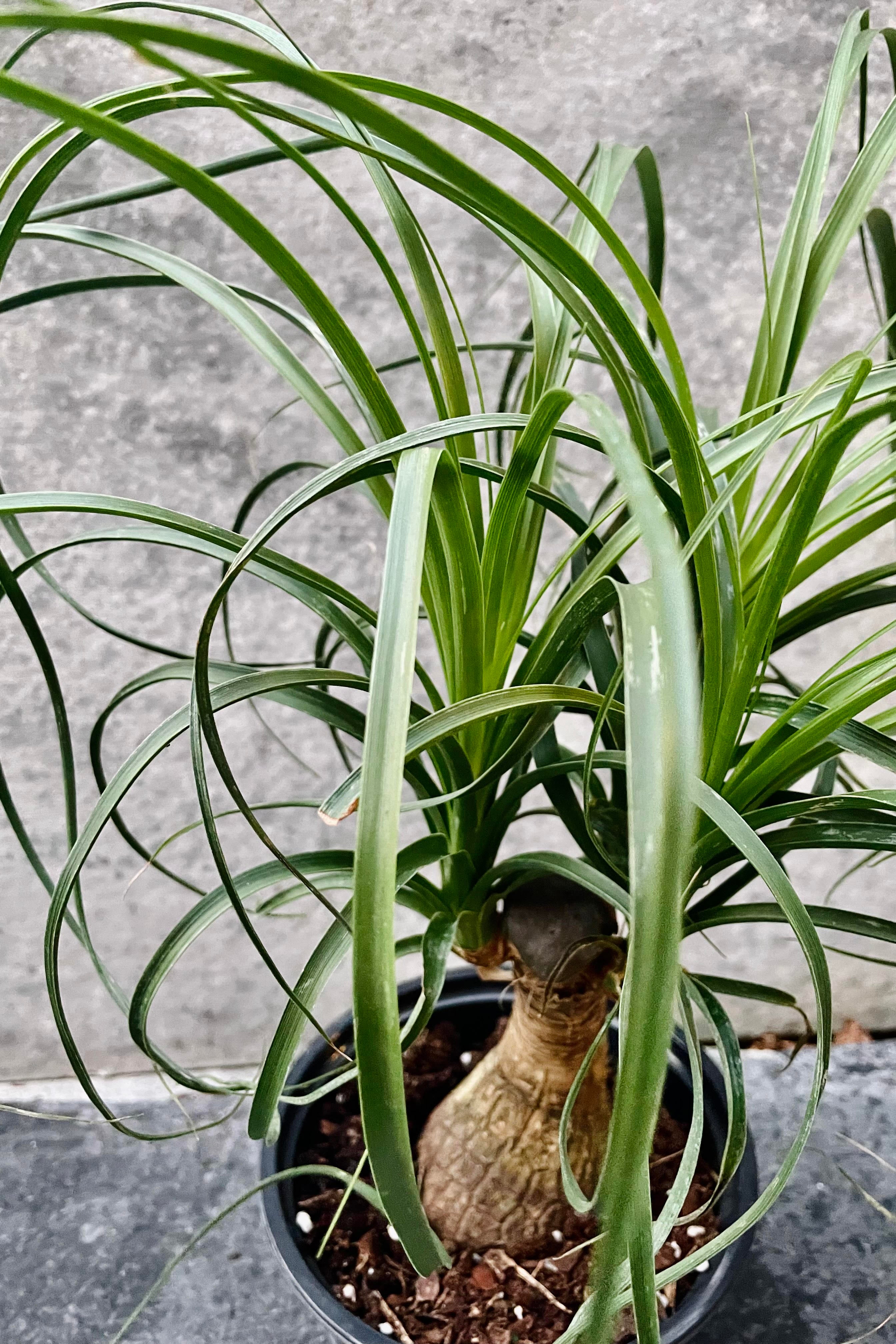 Beaucarnea Recurvata Ponytail Palm Plant - 6 Inch Pot, Low Maintenance Indoor Houseplant for Home, Office, and Garden Decor