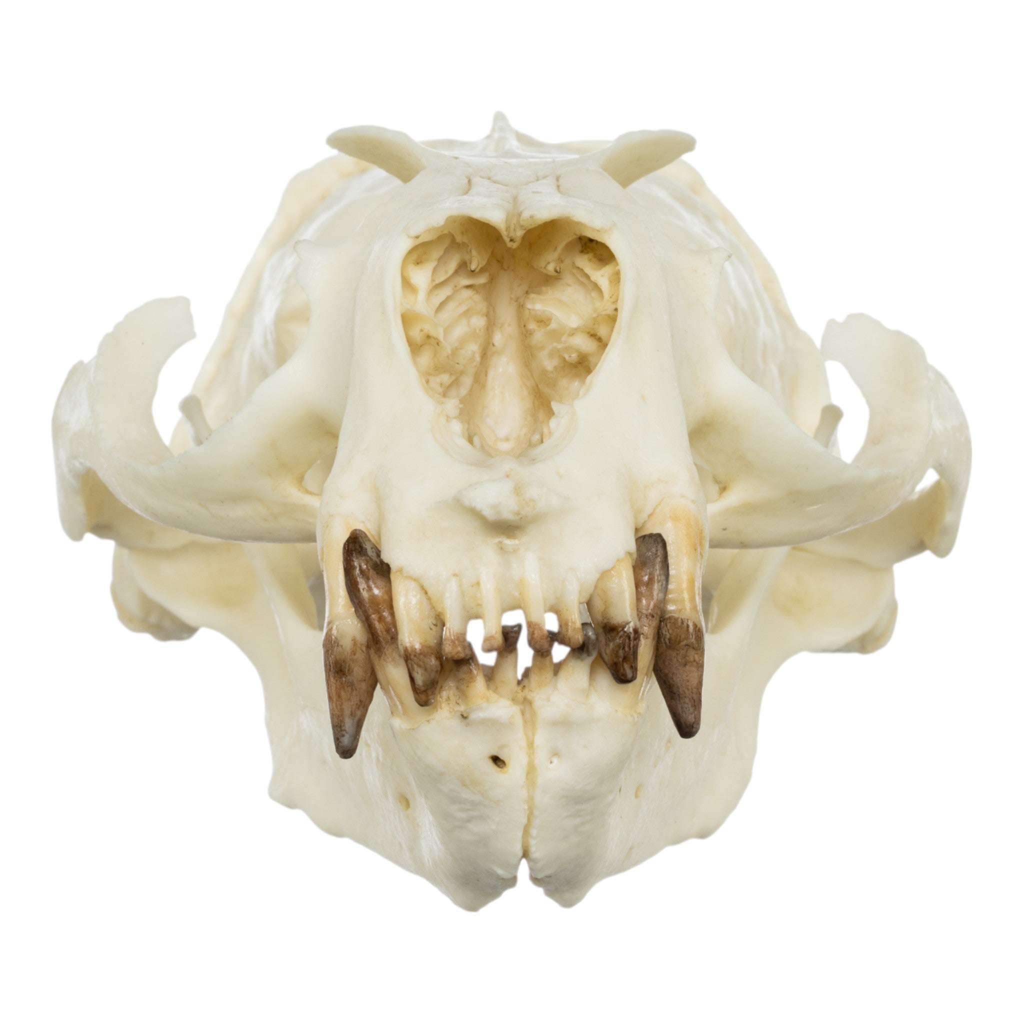 Authentic Replica Guadalupe Fur Seal Skull - Male Specimen for Educational Display, Biology Study & Home Decor Collection