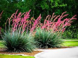 Red Yucca Plants (Hesperaloe parviflora) - Live Quart Container - 6-12