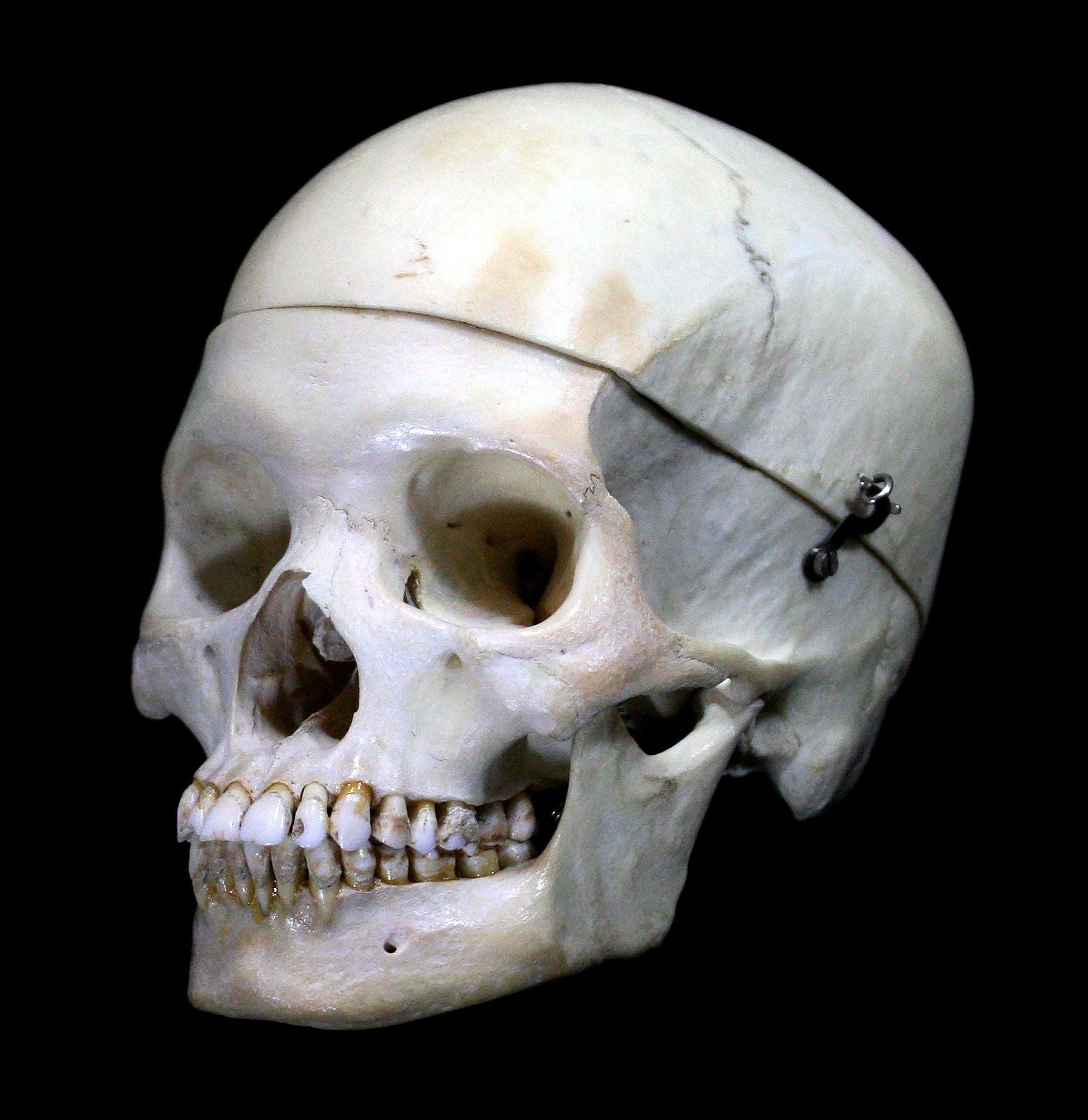 Realistic Female Human Skull Replica - Perfect for Halloween Decor, Anatomy Study & Medical Education - Ideal for Haunted Houses, Classroom Models & Halloween Props