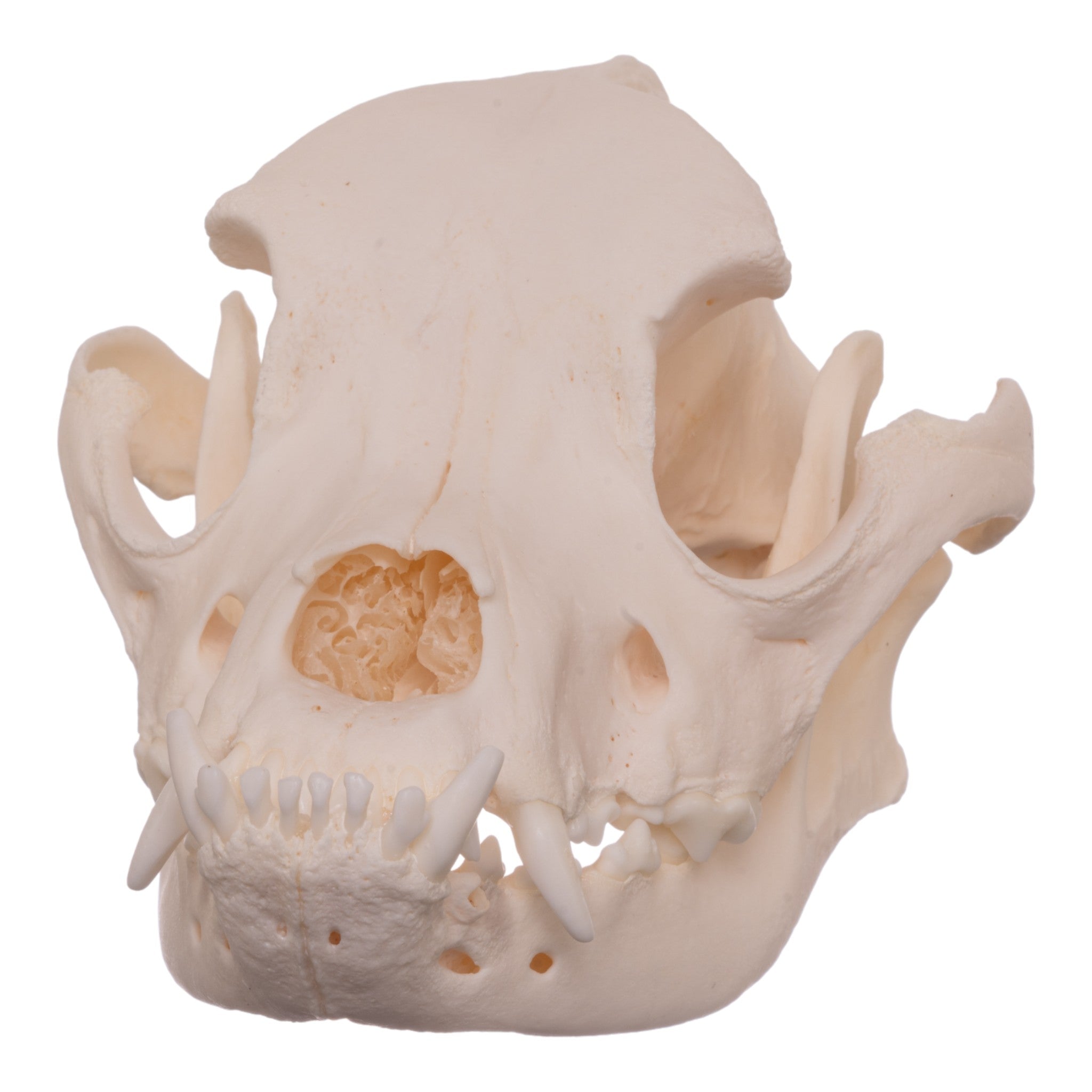 Authentic Boxer Dog Skull - Real Canine Specimen for Veterinary Study, Taxidermy & Halloween Decor