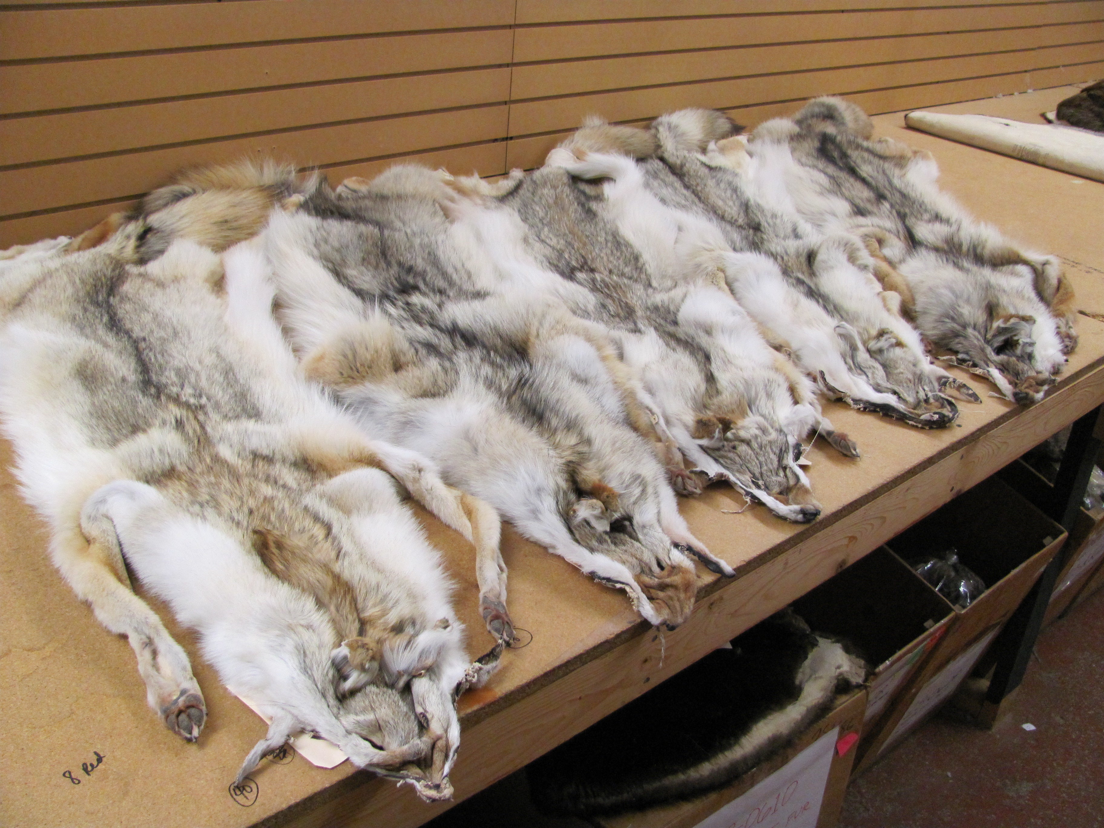 Authentic Western Coyote Fur Pelts with Paws - Perfect for Taxidermy, Home Decor, and Hunting Trophies