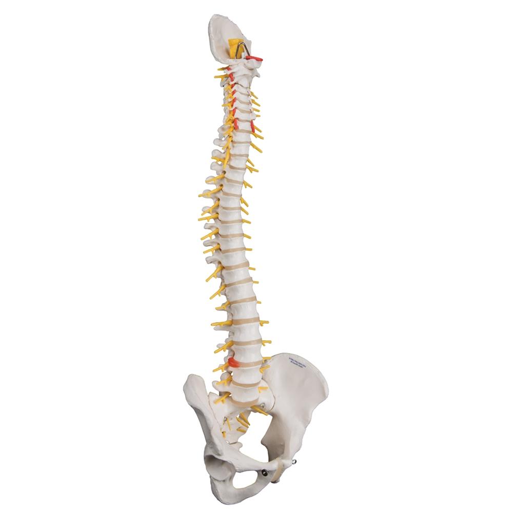 Premium Flexible Spine Model - Human Vertebral Column Anatomy for Medical Students & Chiropractors - Perfect for Study, Demonstration & Patient Education