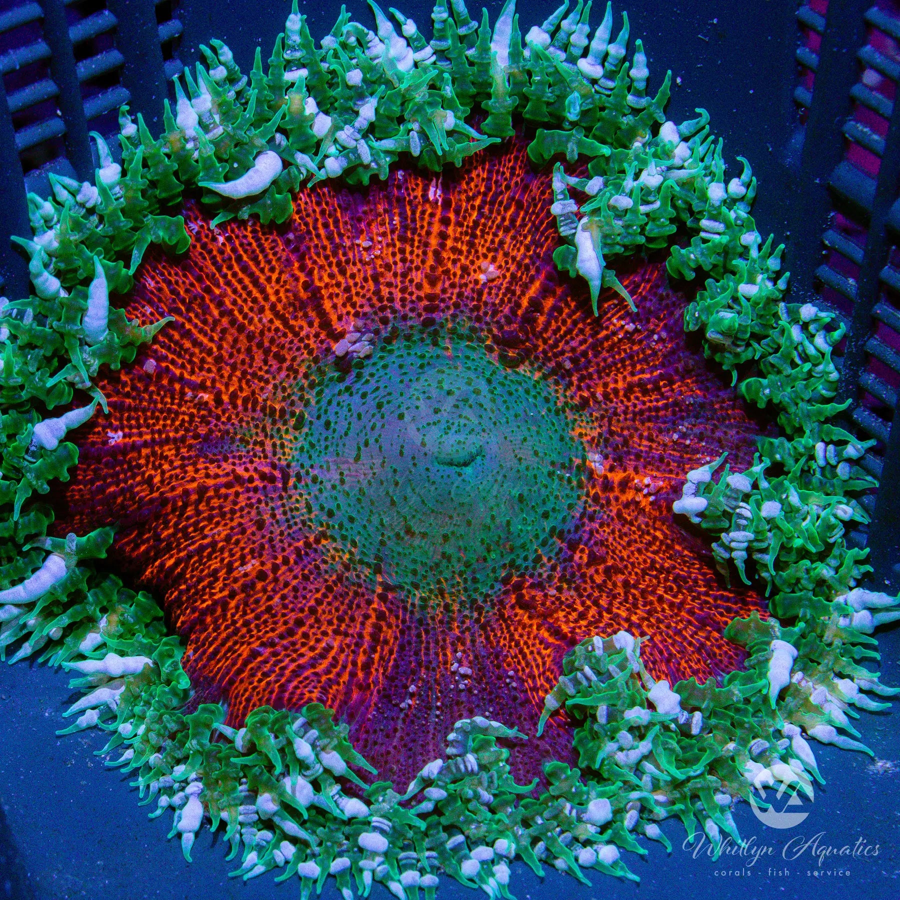 A21 Rock Flower Anemone - Vibrant Live Coral for Saltwater Aquariums | Perfect for Reef Tanks, Nano Tanks & Marine Displays
