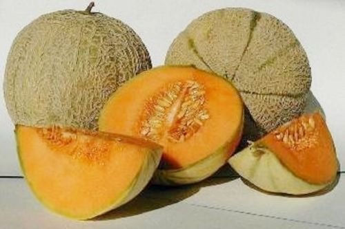 Sweet Cantaloupe Melon Seeds - 60 Semi di Delicious 51 Variety for Home Gardening, Fresh Fruit Harvest - Perfect for Backyard Planting, Organic Farming & Healthy Snacking