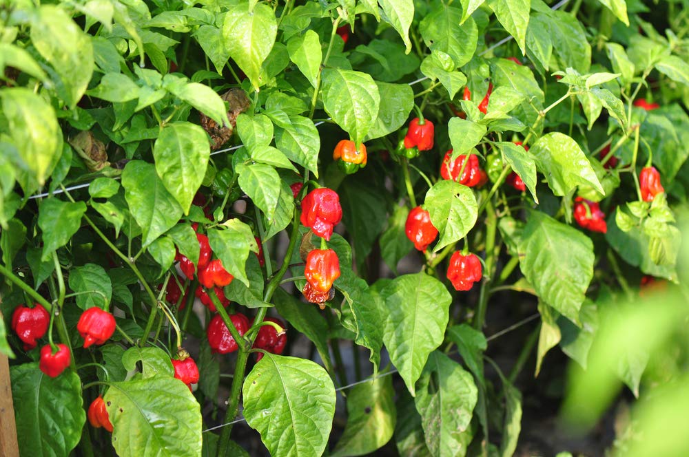 Premium Caribbean Red Habanero Hot Pepper Seeds - 25 Heirloom Non-GMO Seeds (Capsicum chinense) by Isla's Garden - Perfect for Spicy Cooking, Home Gardening & DIY Hot Sauce Making