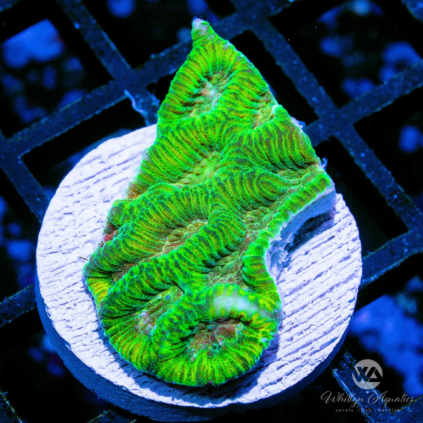 B39 WA Mellow Yellow Platygyra Coral - Premium WYSIWYG Saltwater Aquarium Coral for Reef Tanks | Perfect for Beginners and Advanced Hobbyists | Enhances Tank Beauty with Vibrant Colors