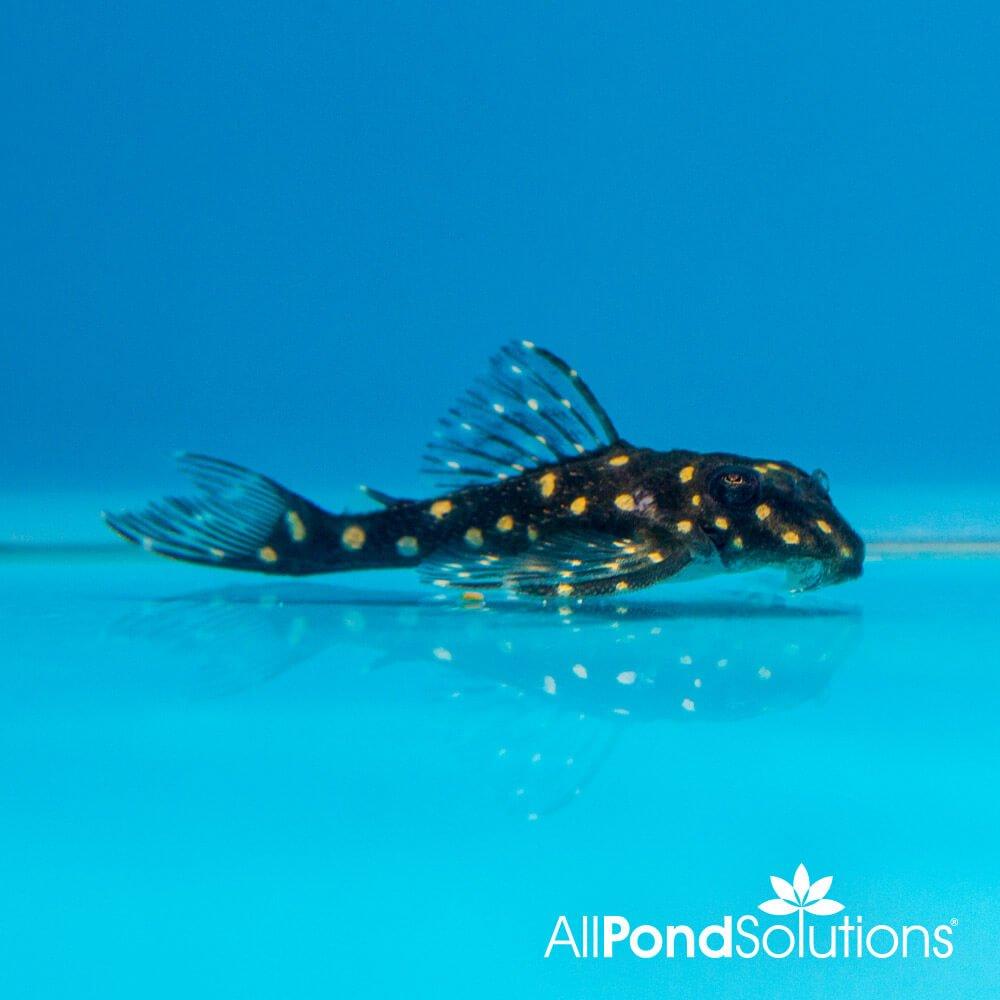 Premium Snowball Pleco L201 (Hypancistrus sp.) - Live Tropical Aquarium Fish for Freshwater Tanks, Nano Aquascaping & Community Aquariums
