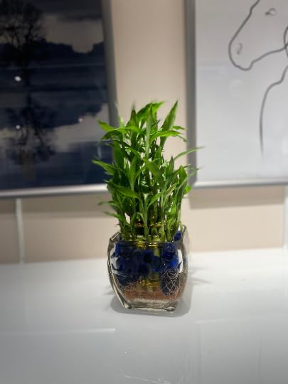 3-Tier Lucky Bamboo Plant in Glass Vase with Blue Decorative Marbles - Indoor Home Office Decor for Feng Shui, Housewarming Gift & Zen Atmosphere