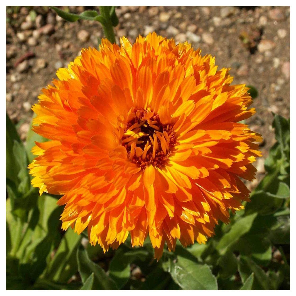 Everwilde Farms - 500 Ball's Orange Calendula Wildflower Seeds - Gold Vault Jumbo Seed Packet for Garden Planting, Landscaping & Pollinator Gardens