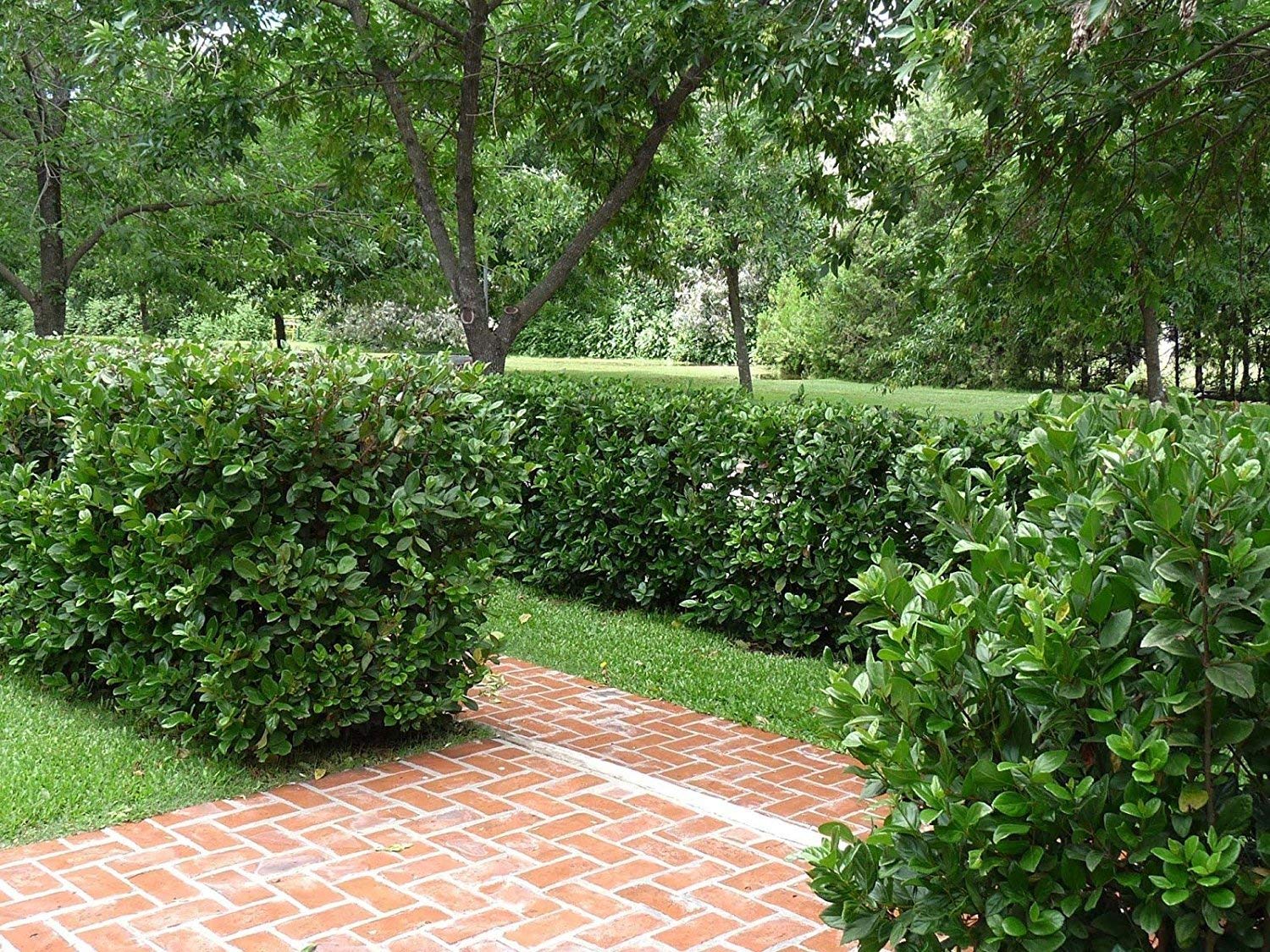 Viburnum Suspensum - 40 Live Evergreen Plants for Privacy Hedge - Perfect for Landscaping, Garden Borders & Natural Fencing
