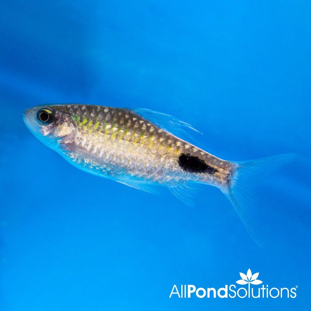 Premium Filament Barb (Dawkinisia filamentosa) - High-Quality Aquarium Plant for Freshwater Fish Tanks, Perfect for Aquascaping and Natural Habitat Decoration