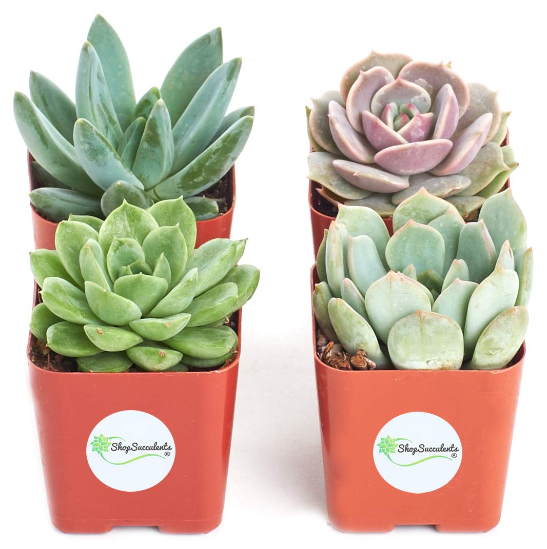 Shop Succulents | Radiant Rosette Collection - 4 Live Mini Succulent Plants, Hand-Selected Variety Pack for Home Decor, Office Desk & Gift Ideas