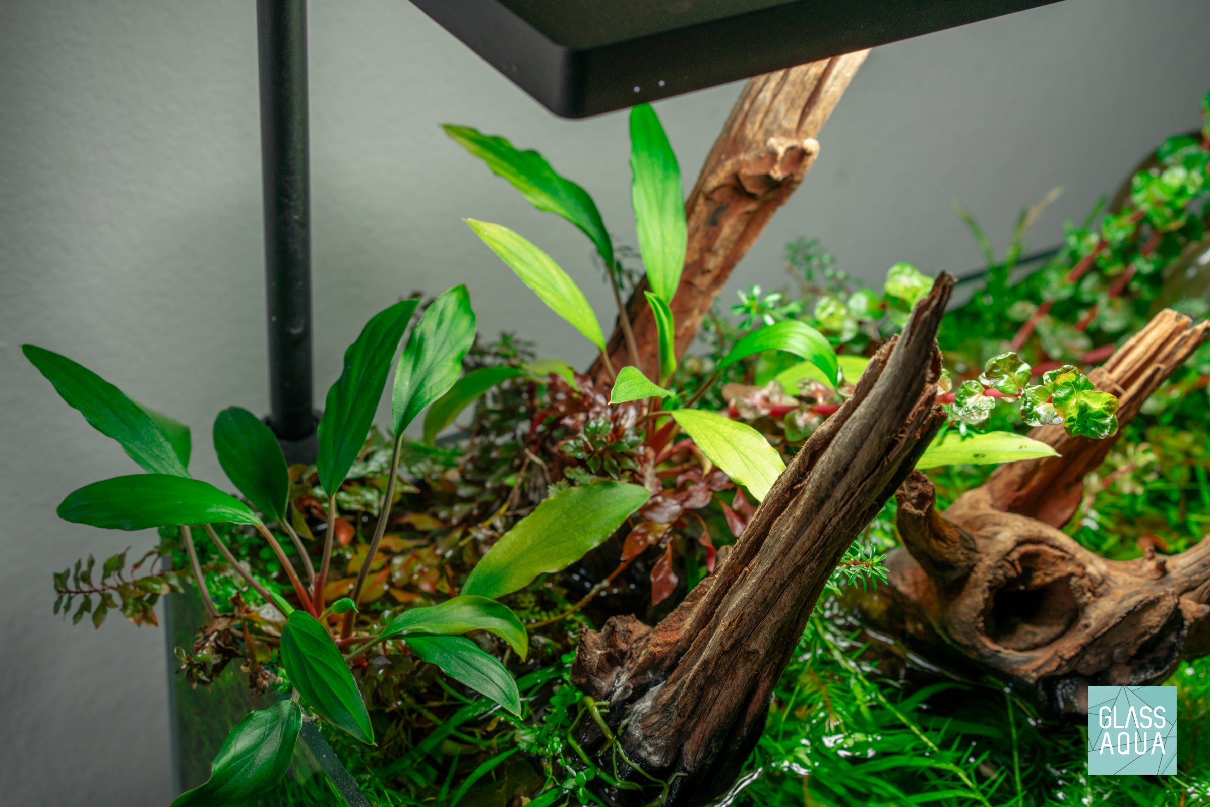 Homalomena Sekadau South - Rare Tropical Houseplant for Indoor Decor, Low Light & Air Purifying - Perfect for Home, Office & Living Spaces