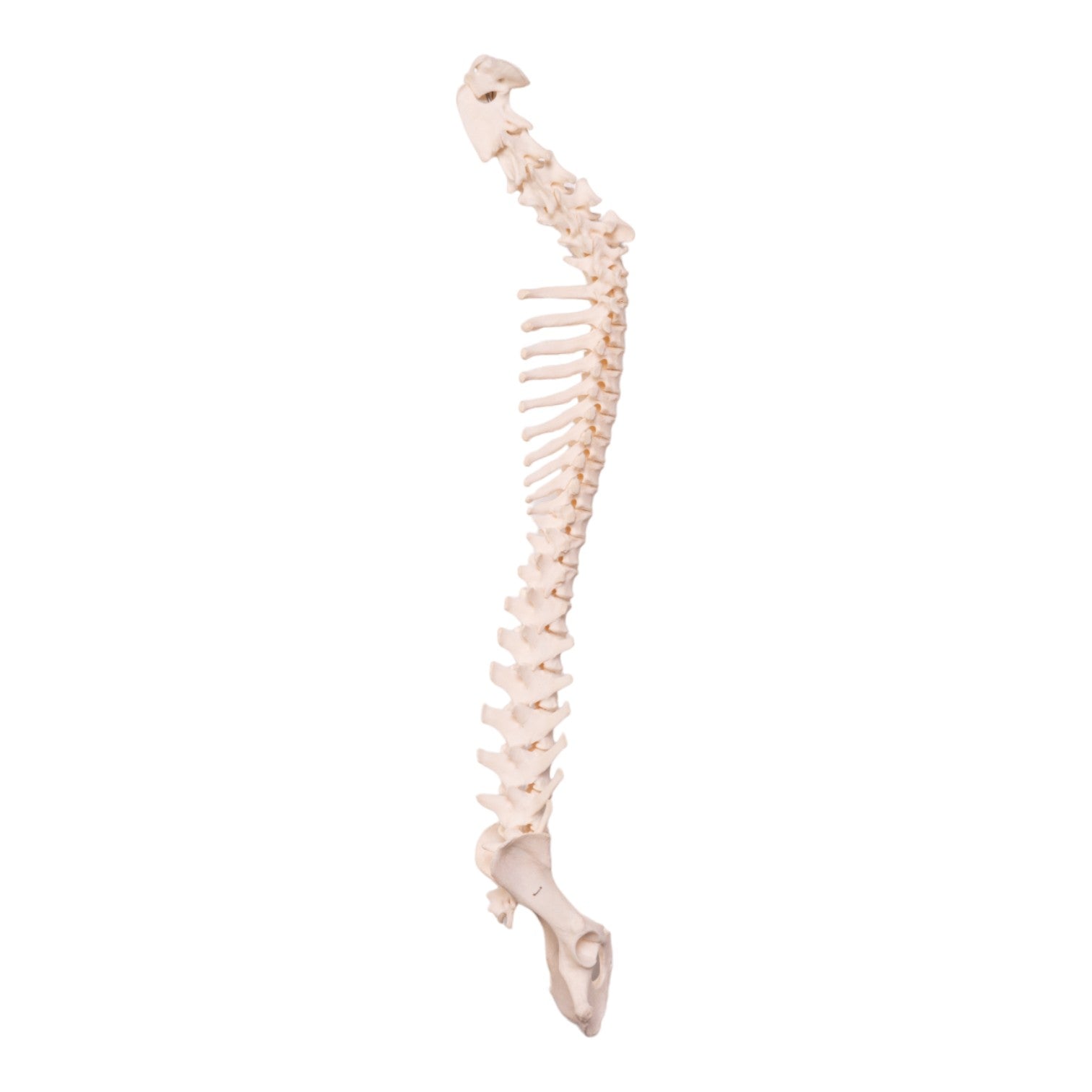 Real Domestic Dog Spine, Pelvis & Sacrum Articulated Skeleton - Veterinary Study, Anatomy Education & Taxidermy Display