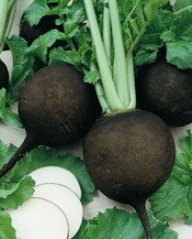 Radish Black Spanish Heirloom Seeds - Non-GMO, Bulk 8,000 Seeds for Home Gardening & Organic Farming | Perfect for Salads, Pickling & Healthy Snacks