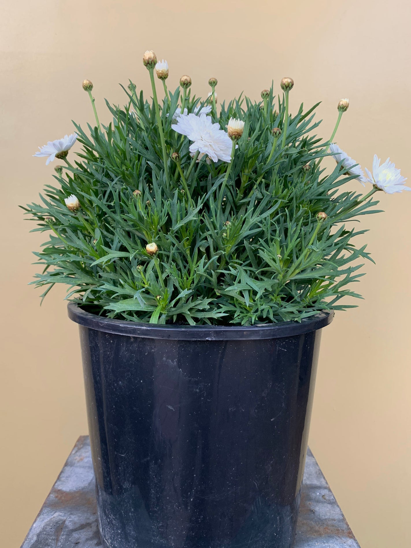 Double White Argyranthemum - Premium Garden Flower Plants for Landscaping & Outdoor Decor