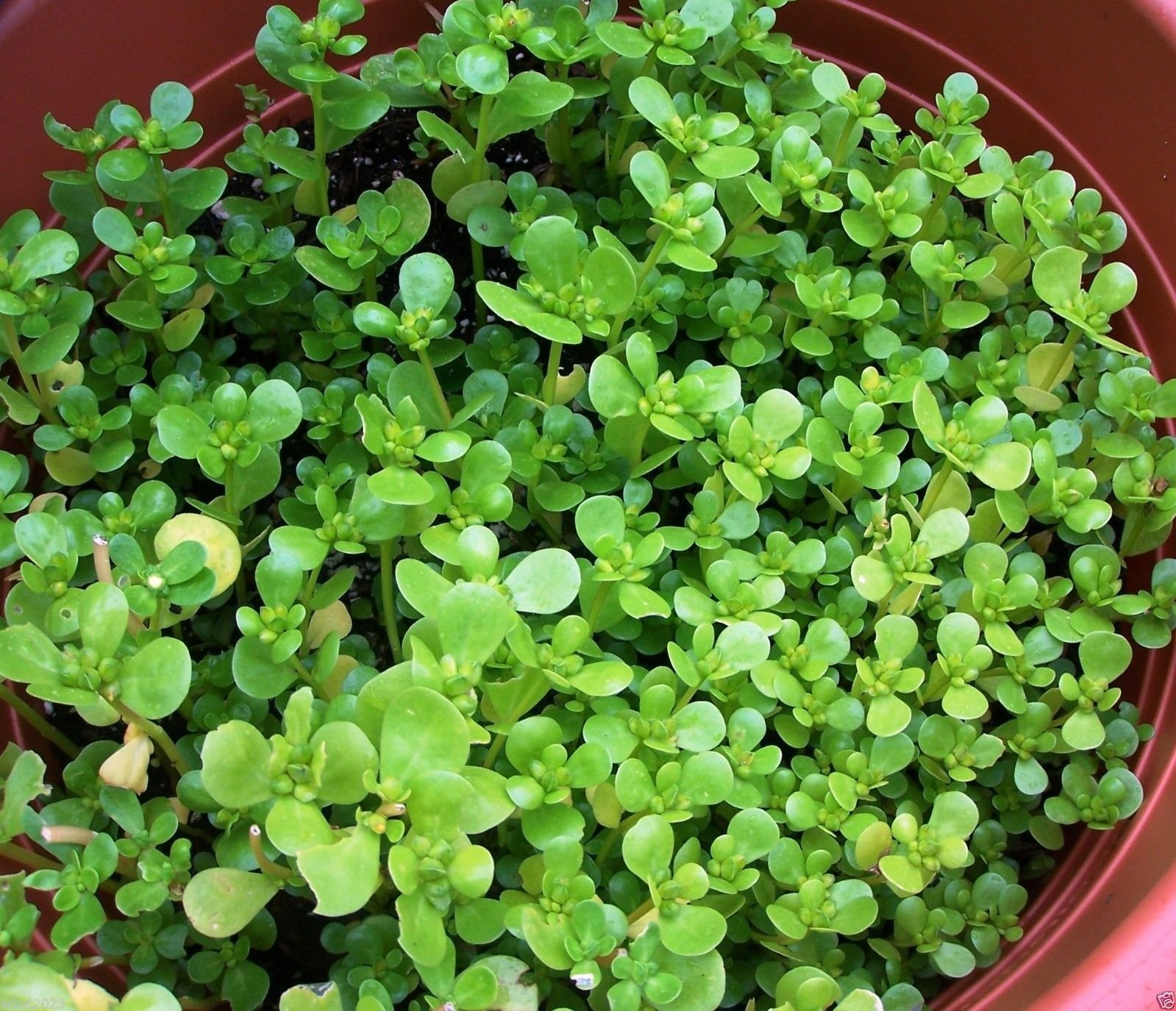 1000 Organic Purslane Seeds - Non-GMO, High in Omega-3 Fatty Acids for Healthy Diet | Perfect for Home Gardening, Smoothies & Nutritional Supplements