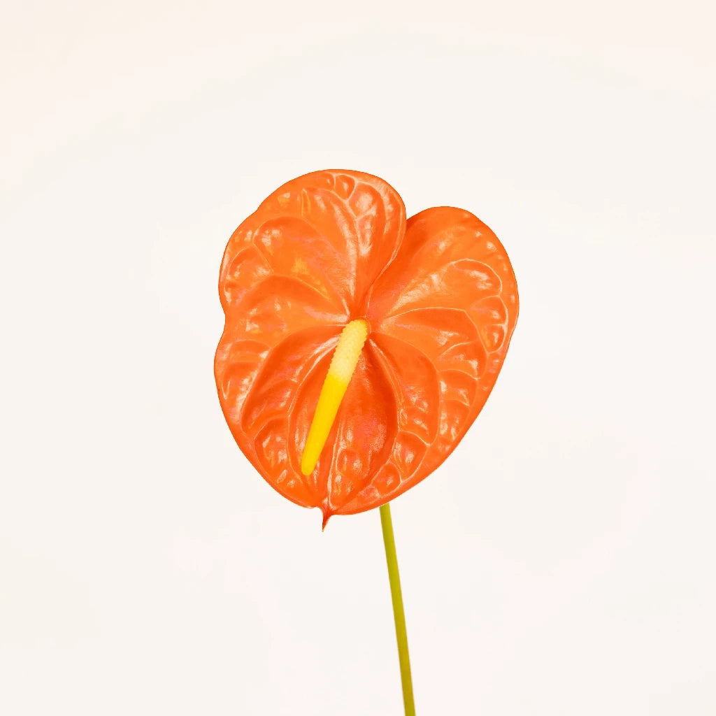 Anthurium Coral Dream Tropical Flower - Live Houseplant for Home & Office Decor - Perfect for Gifts, Weddings, and Indoor Gardening