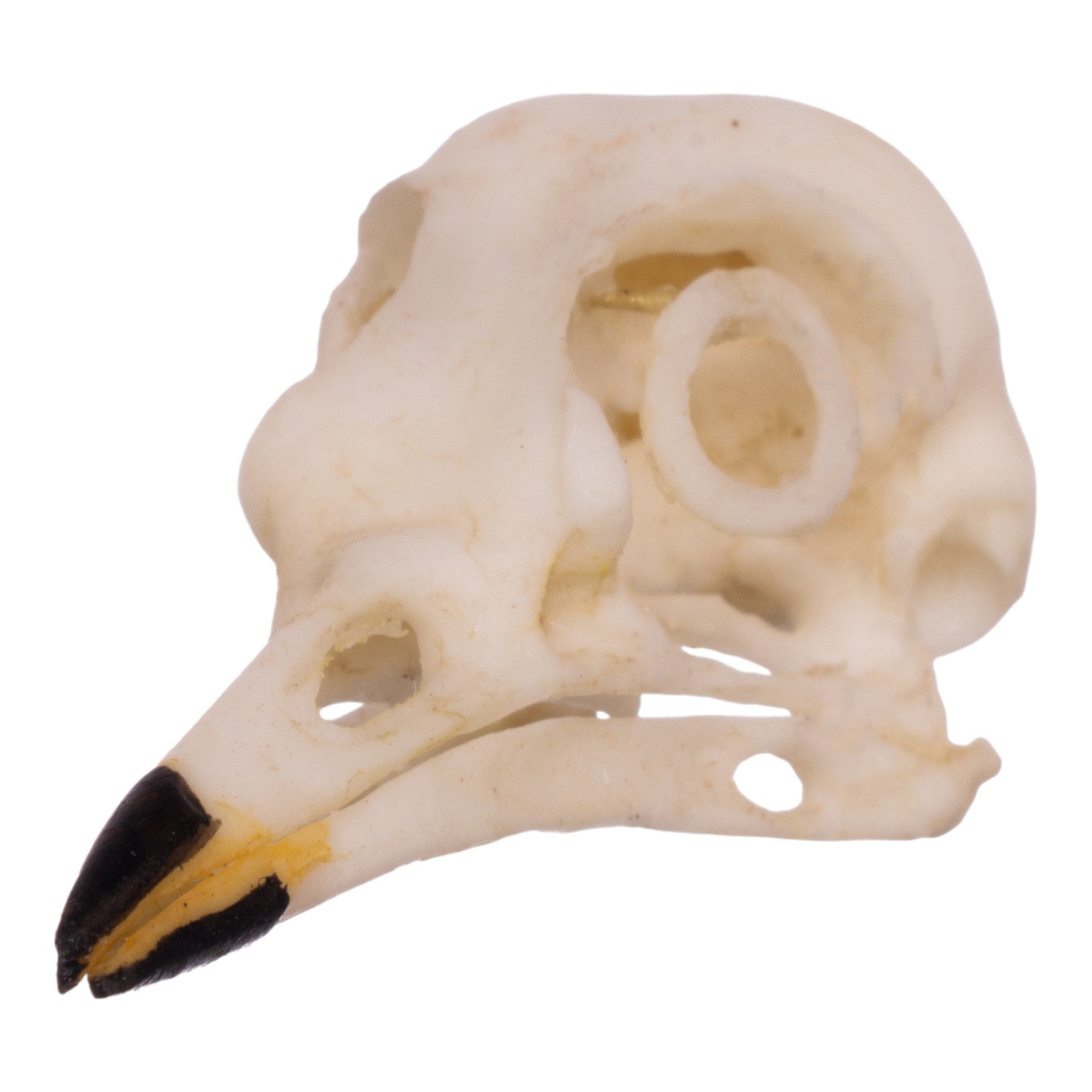 Authentic Replica American Robin Skull - Realistic Bird Skull Model for Science Education, Halloween Decor & Taxidermy Display