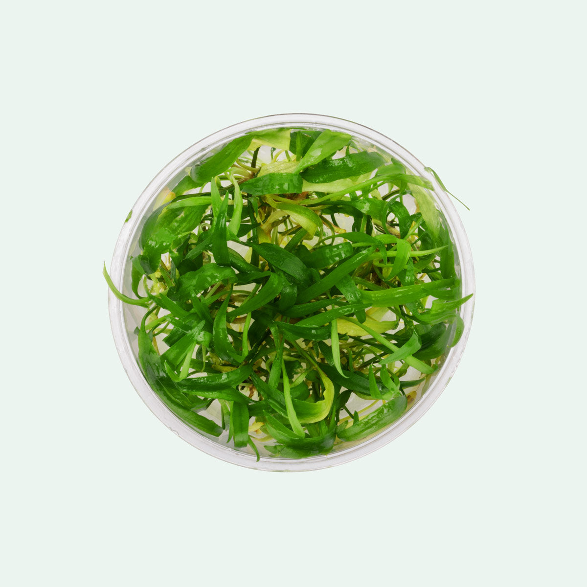 Cryptocoryne Wendtii Green Live Aquarium Plant - Freshwater Aquatic Plants for Fish Tanks, Aquascaping & Low Light Aquariums